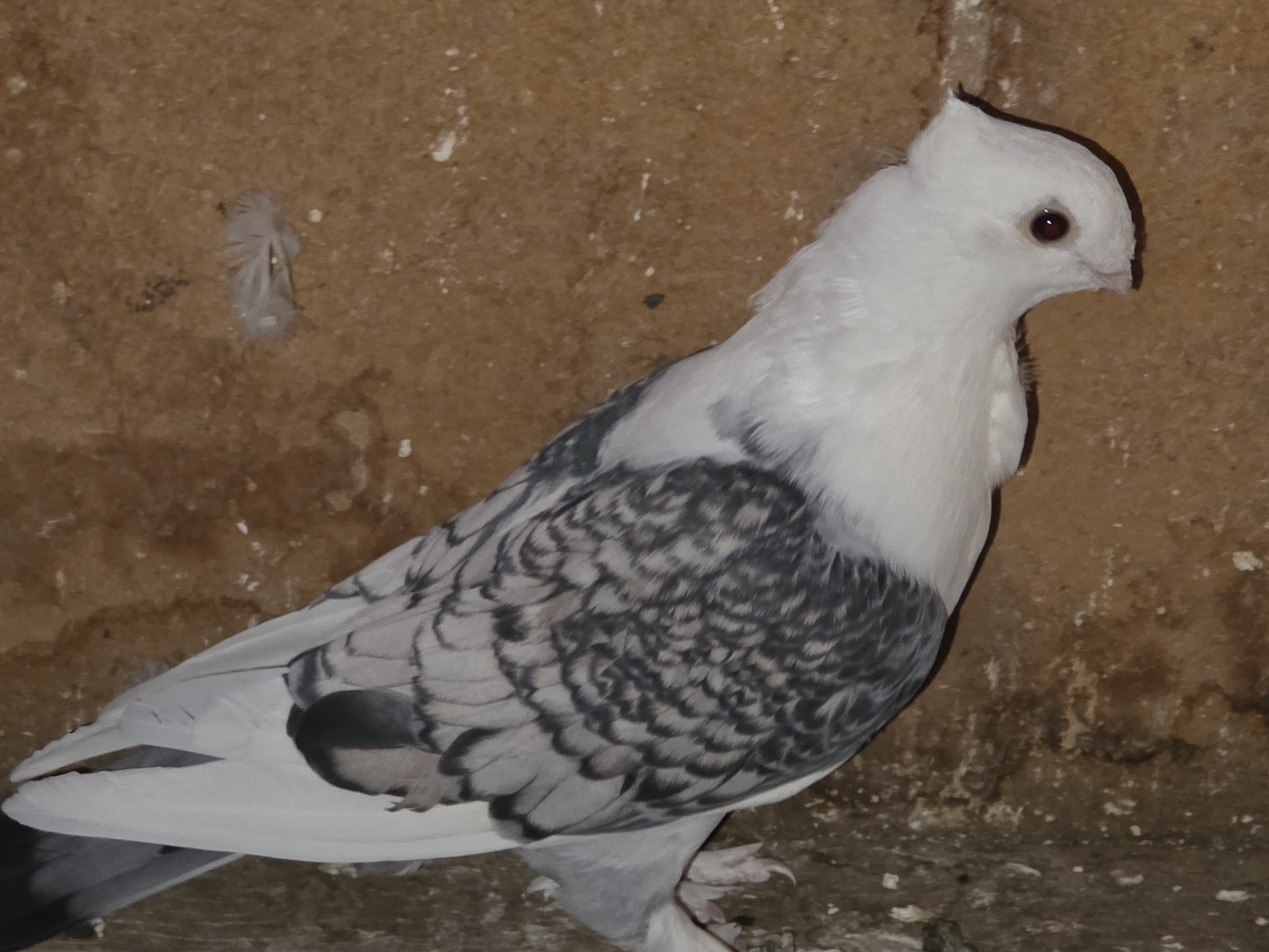 Blue Lace Satinette 