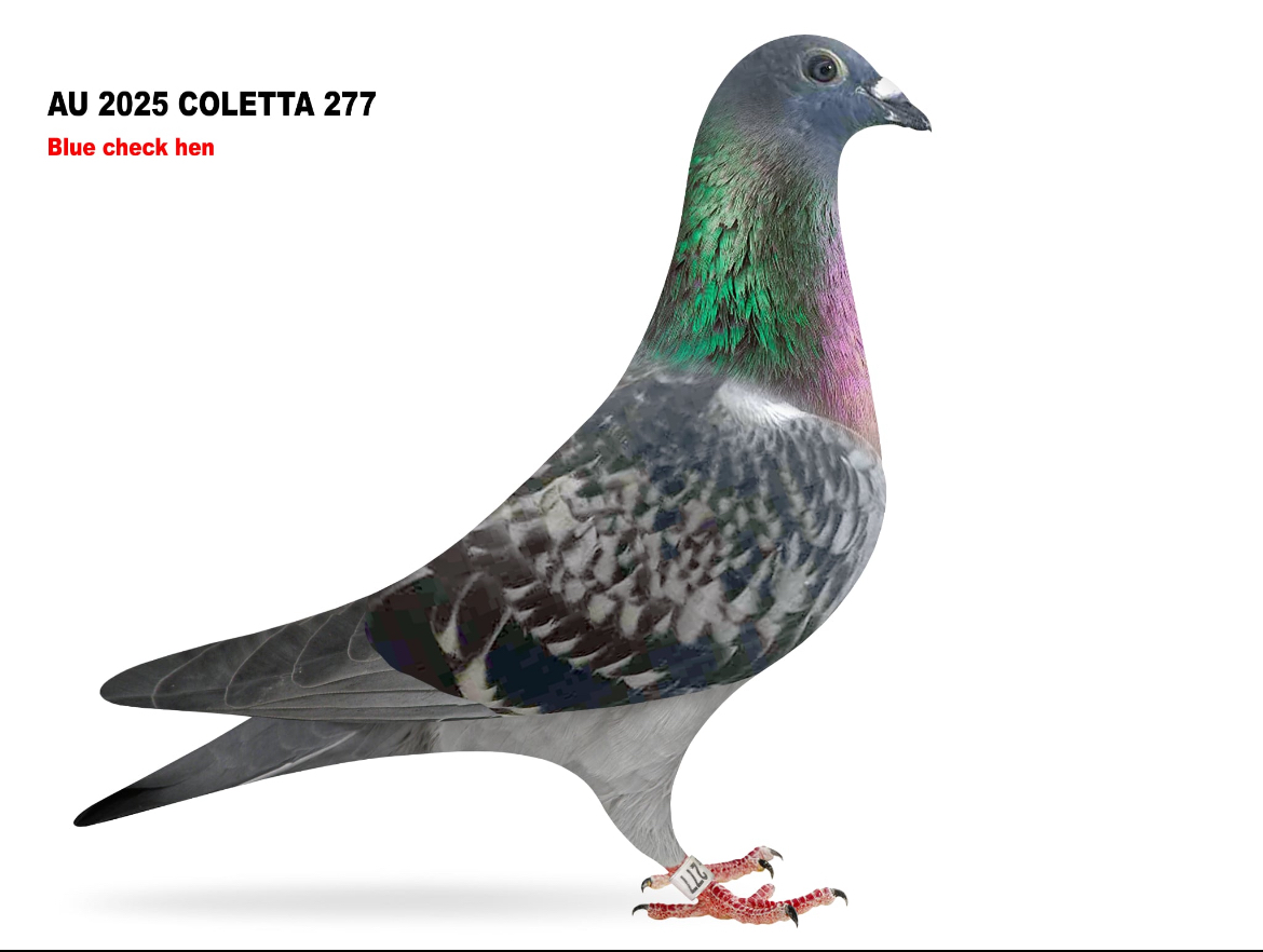 AU 2025 COLETTA 277