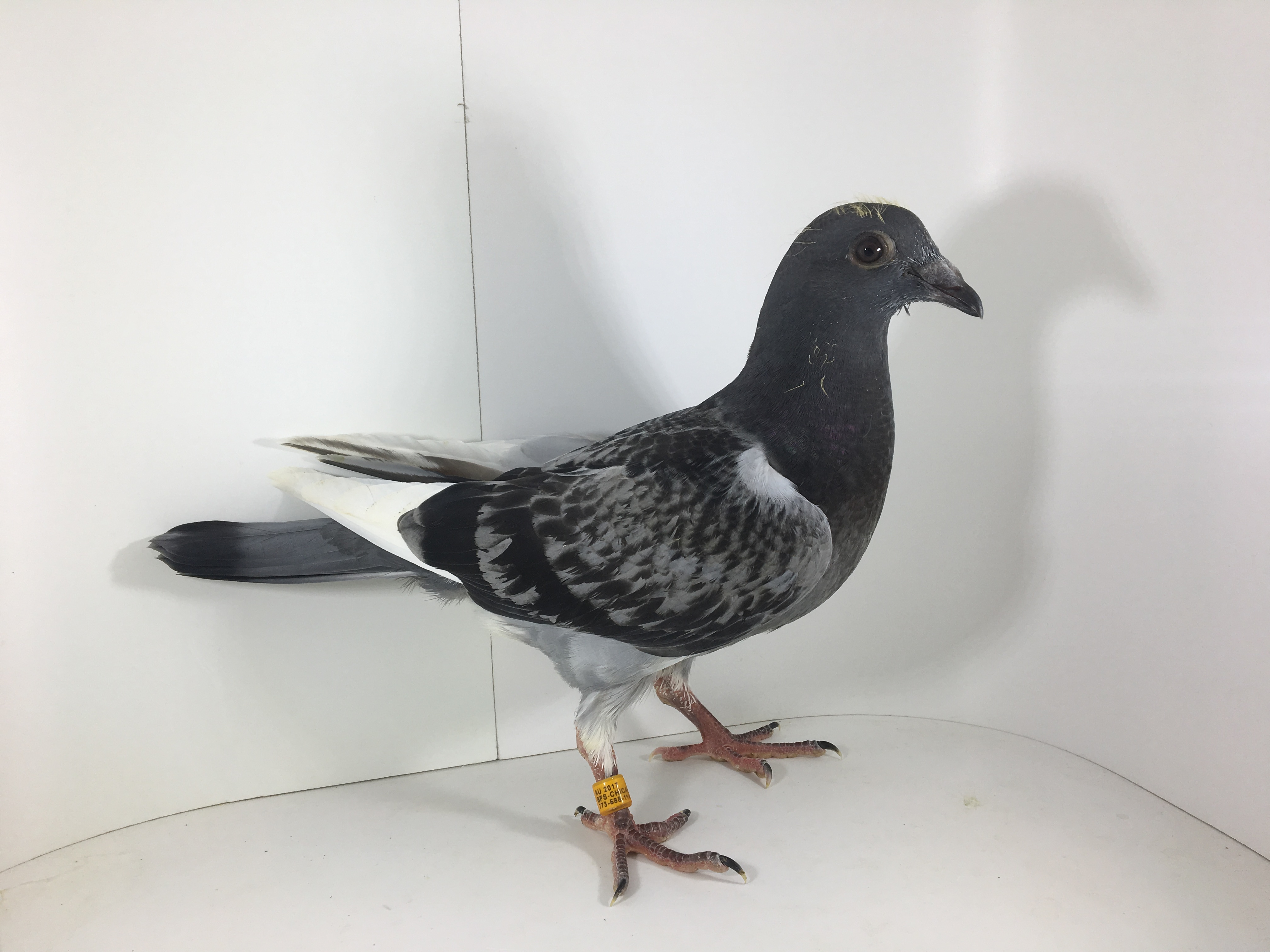 iPigeon.com - Racing Pigeon Auction