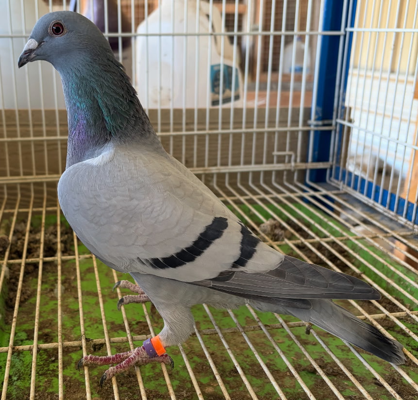 AU 2025 TEAL 25516 BB Hen