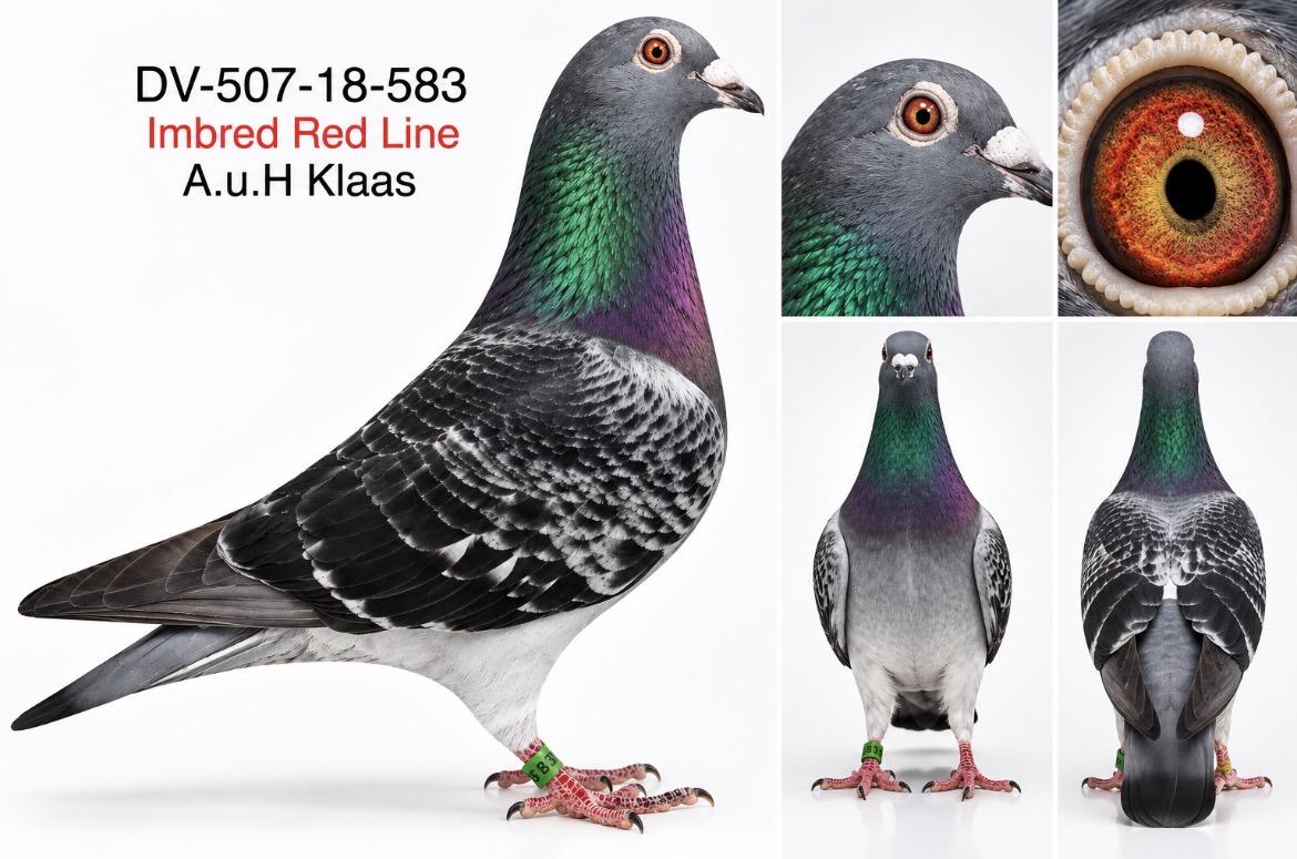 ORIGINAL A.u.H Klaas