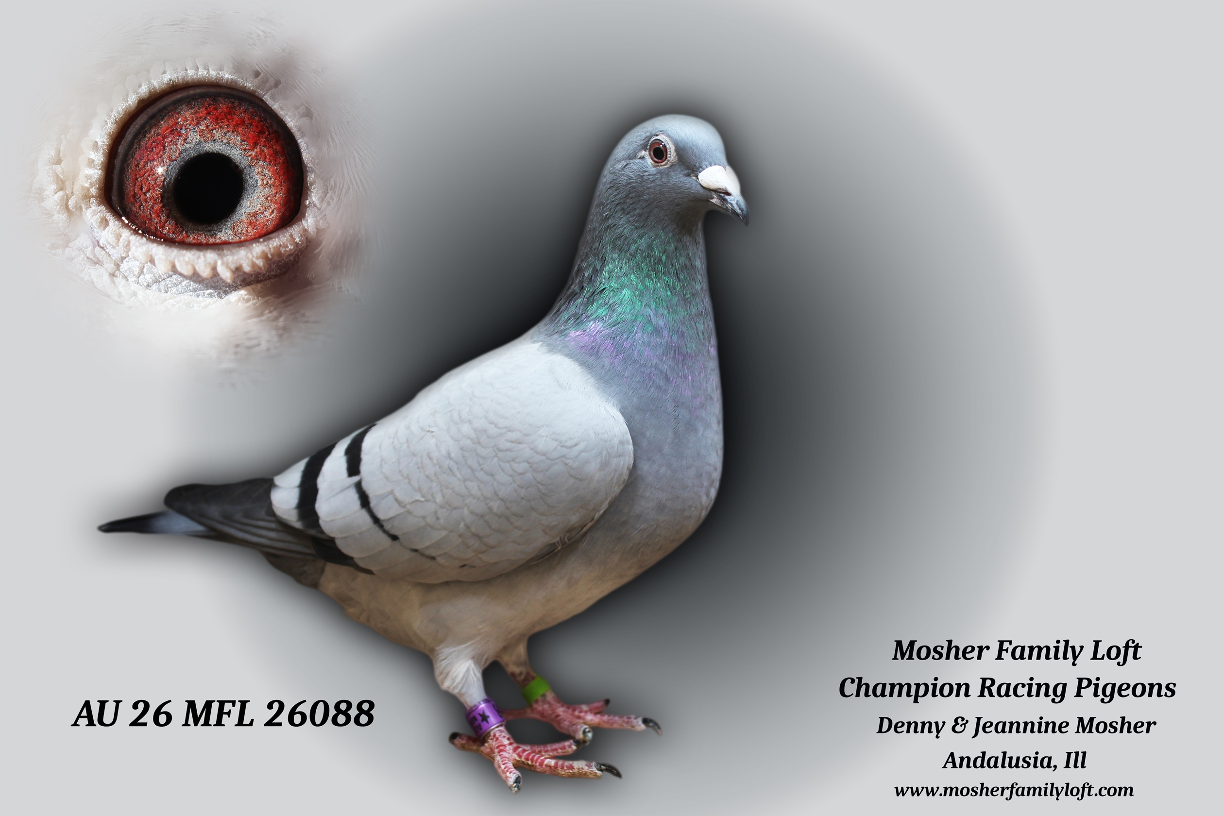 AU 26 MFL 26088 Hen