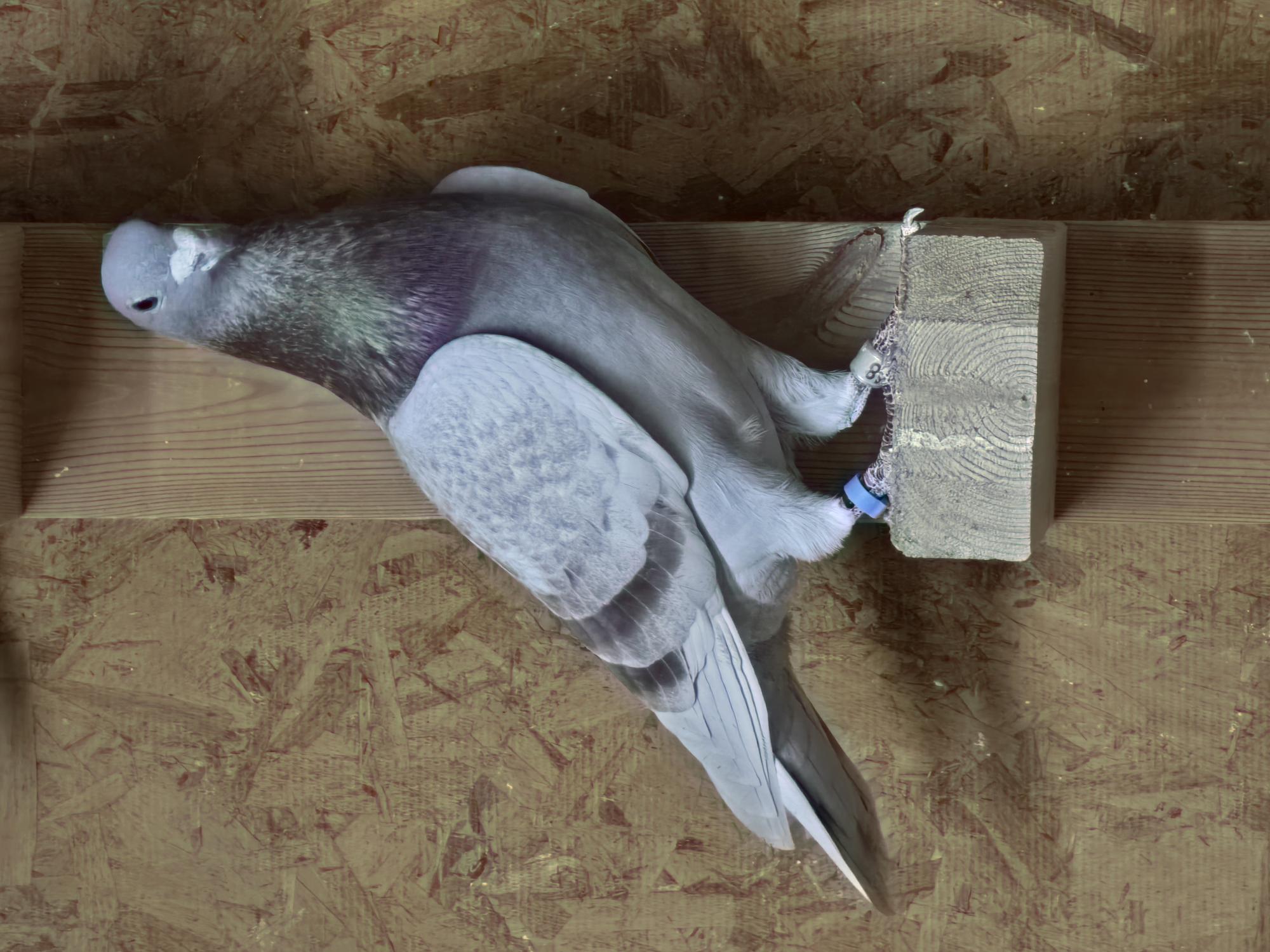 AU 2022 FOL 048 - Cock