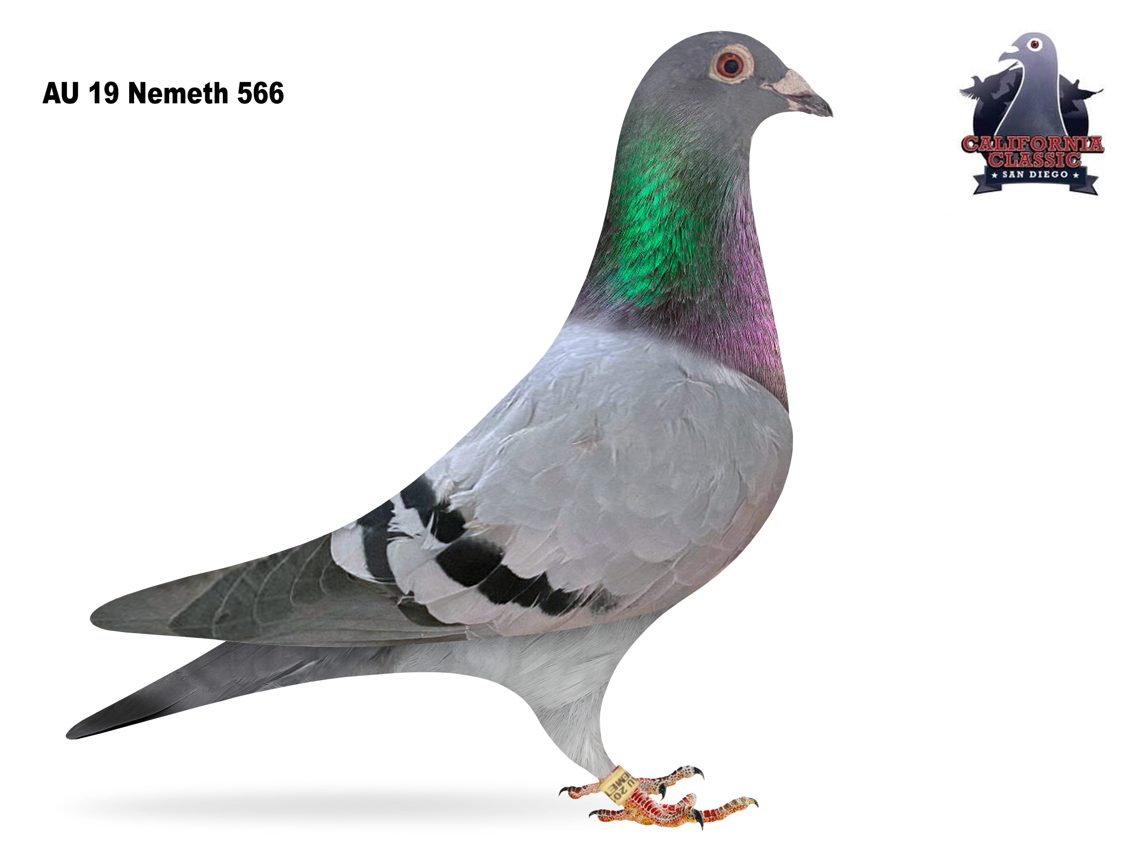 Lot 22. 2019 Nemeth 566 Hen