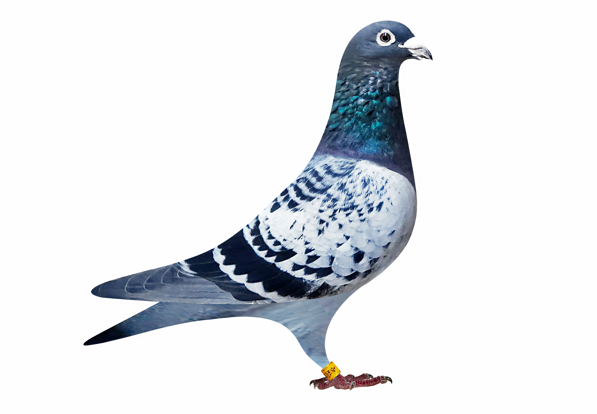 2019 NL 1180804 
