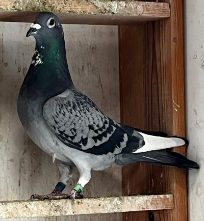 IF-25-TFLMD- 494 -Blue Checker WFLT Hen