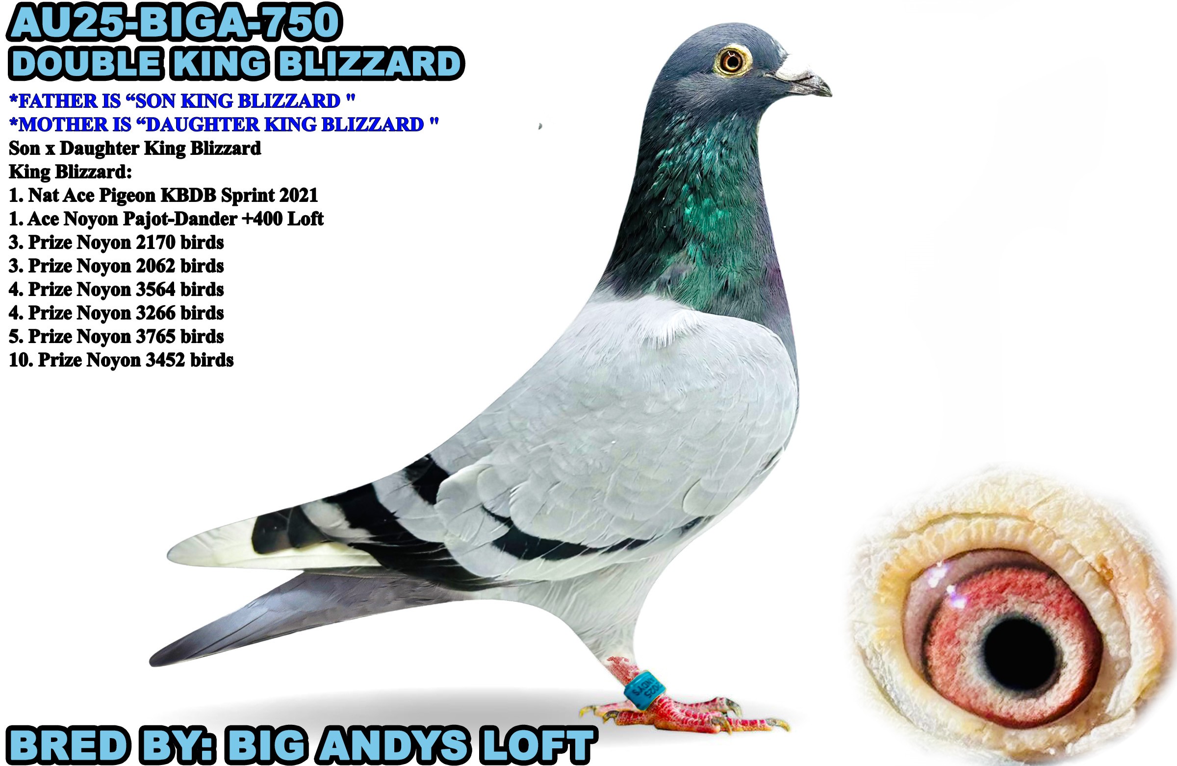 AU25-BIGA-750 BBWF C