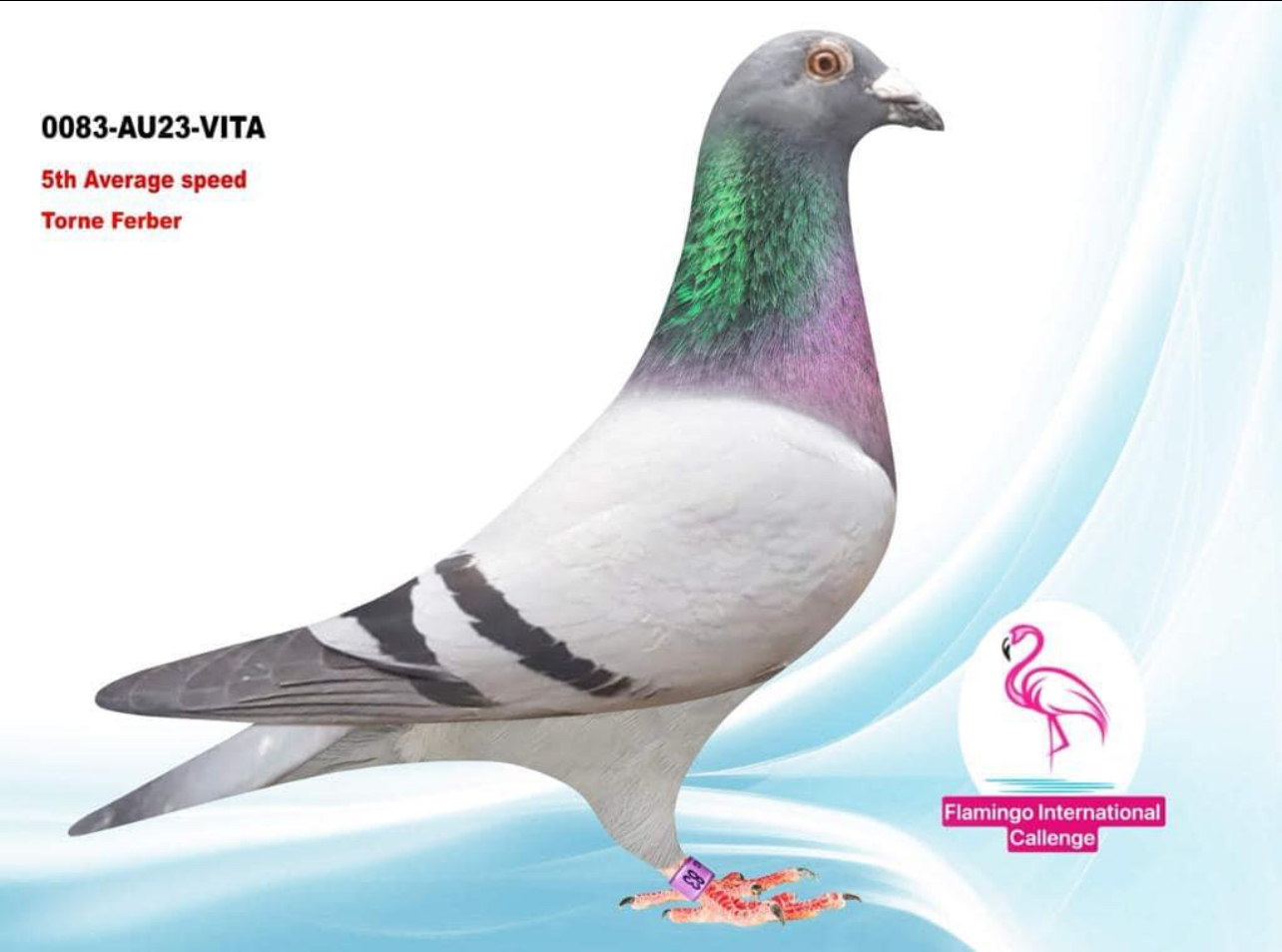 Super pigeon 5th average Speed Flamingo 