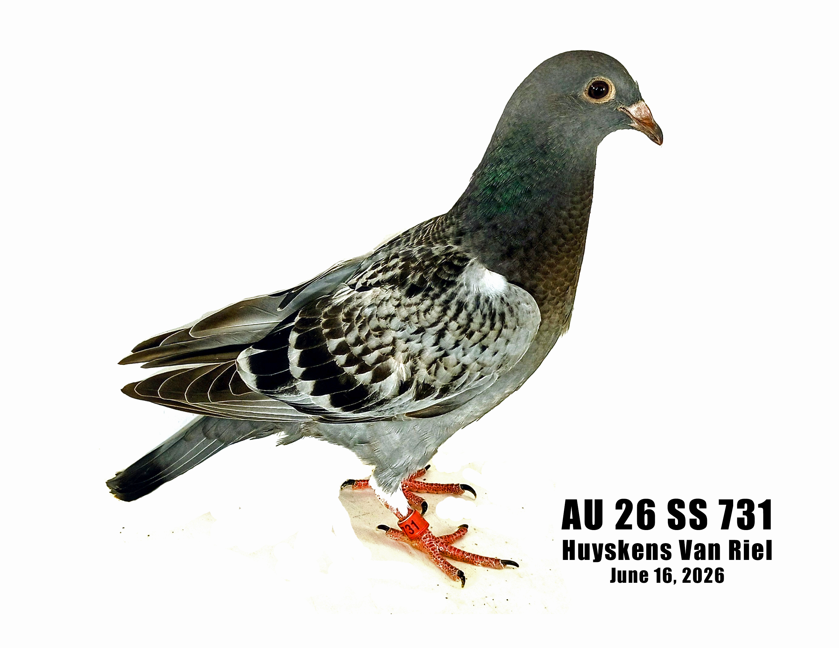 AU 26 SS 731 100% Huyskens Van Riel young bird