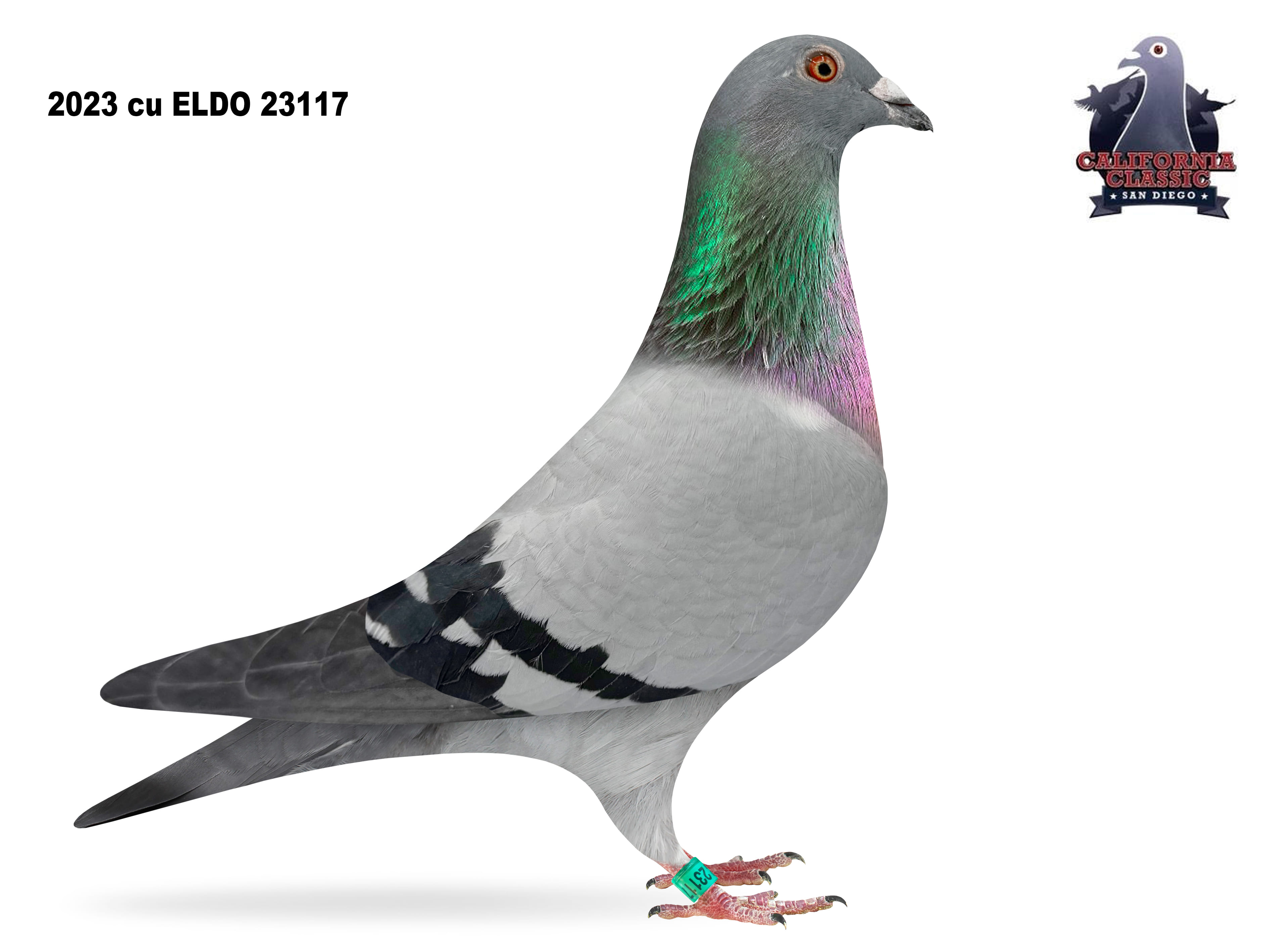 Lot 16. 2023 ELDO 23117 Hen 