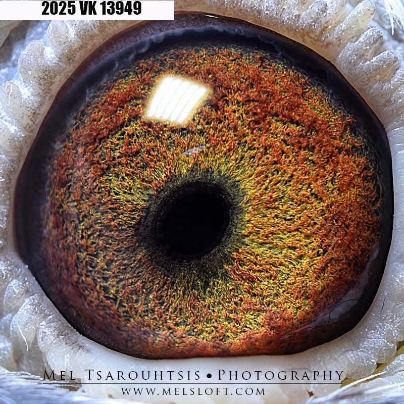 2025 VK 13949 bbpied 