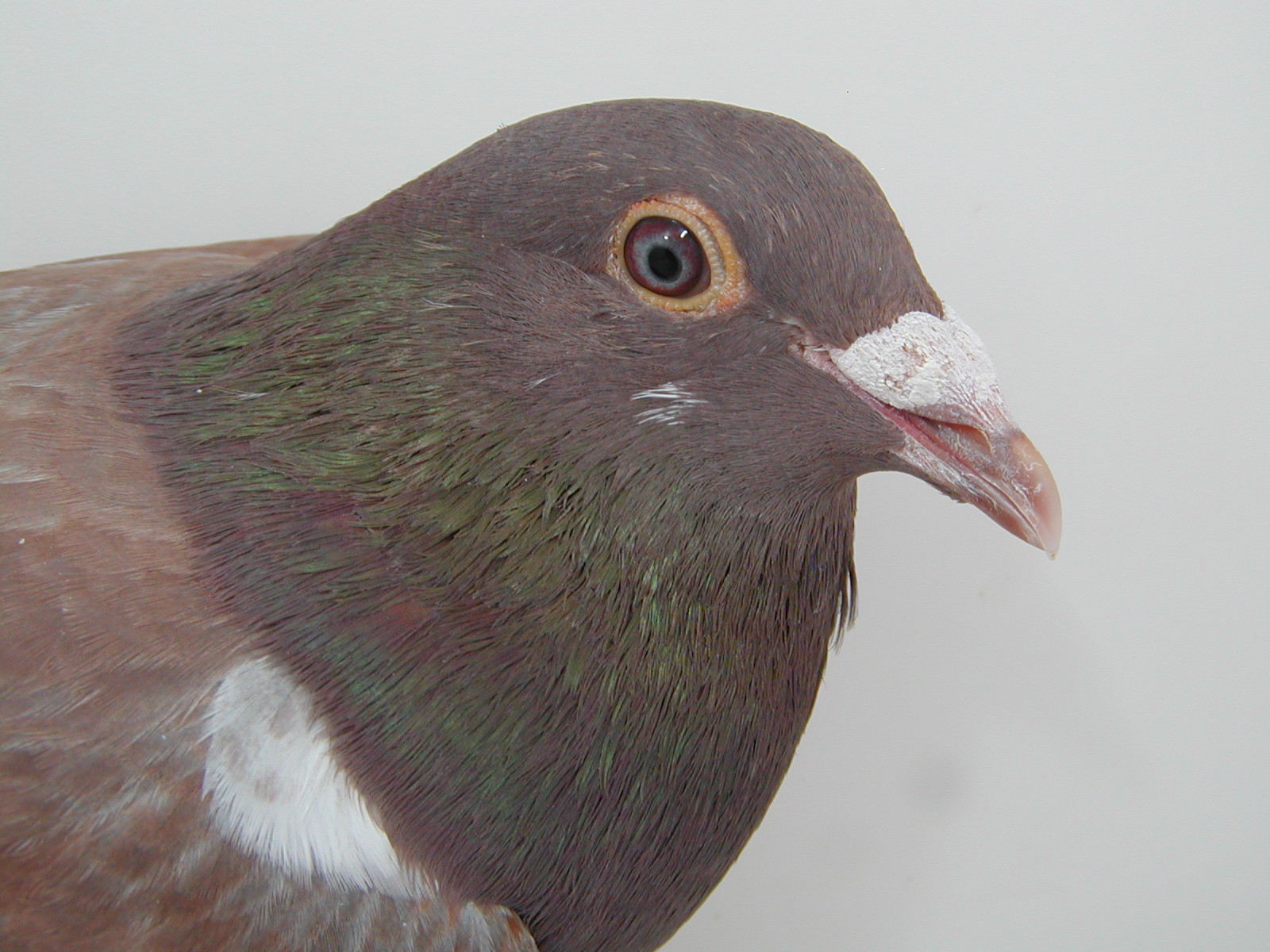 Preview Image 2