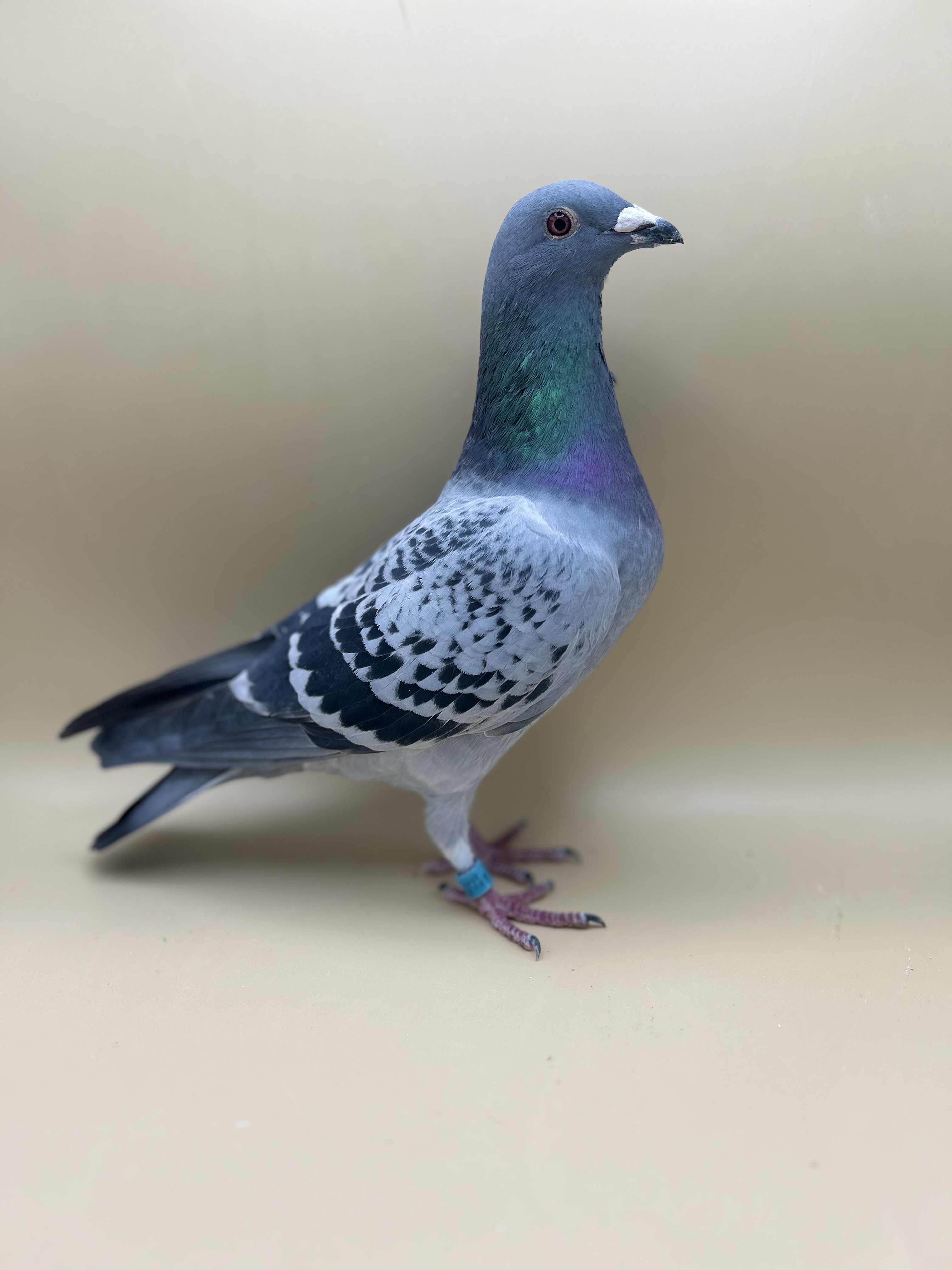 AU25 ARPU 99178 BC H