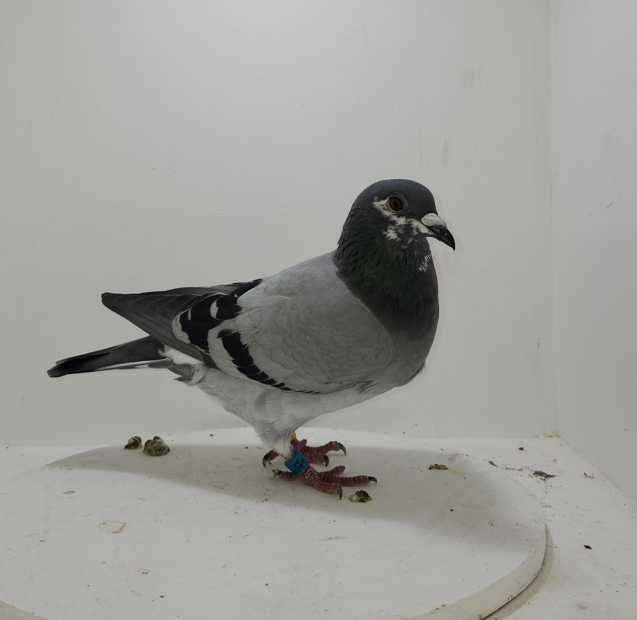 Phillips Family Loft