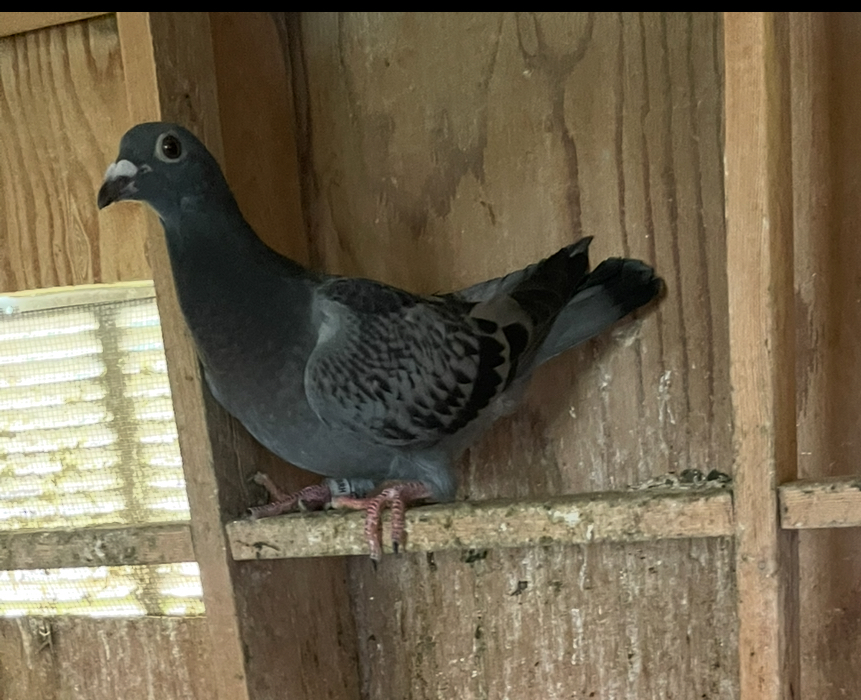 2025 young bird inbred Jansen de 46 blood and triple gladiator 