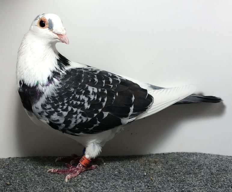 25371 AA AU 2021 BCSP H