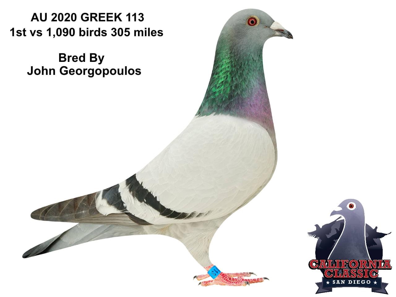 iPigeon.com - Racing Pigeon Auction
