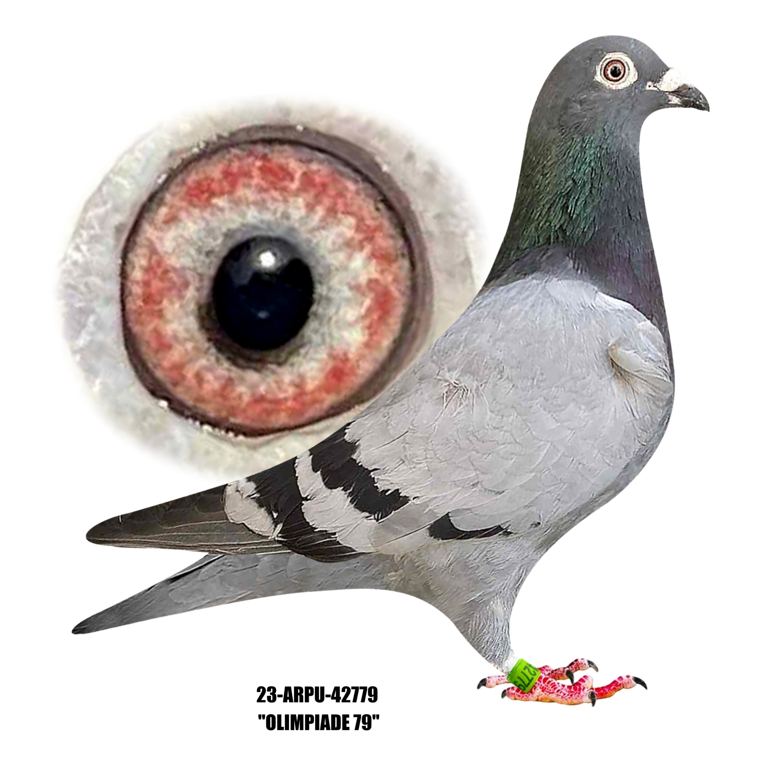 23-ARPU-42779 Blue Bar Hen.