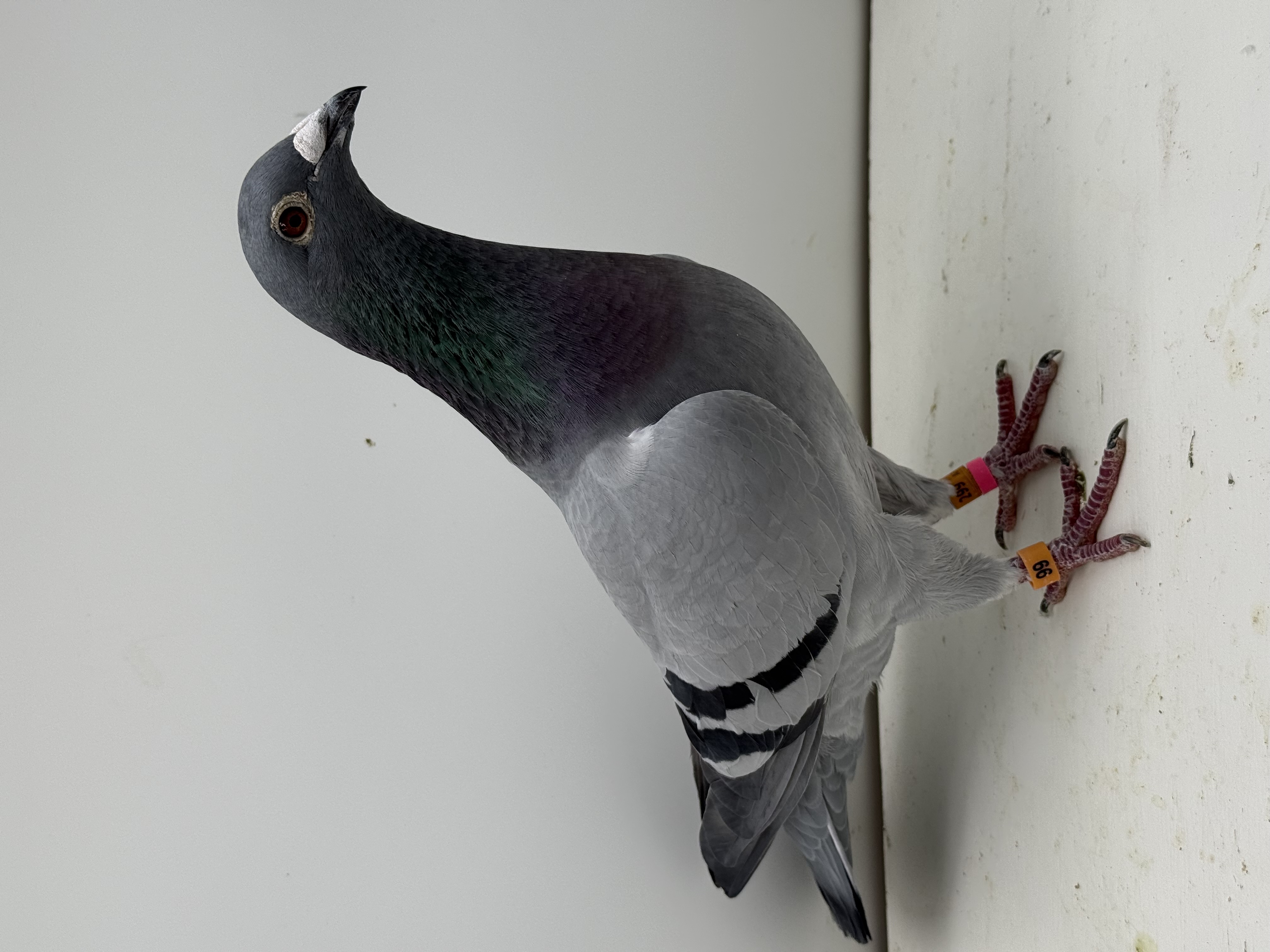 DOUBLE WOLVERINE/ MONA LISA JAWS