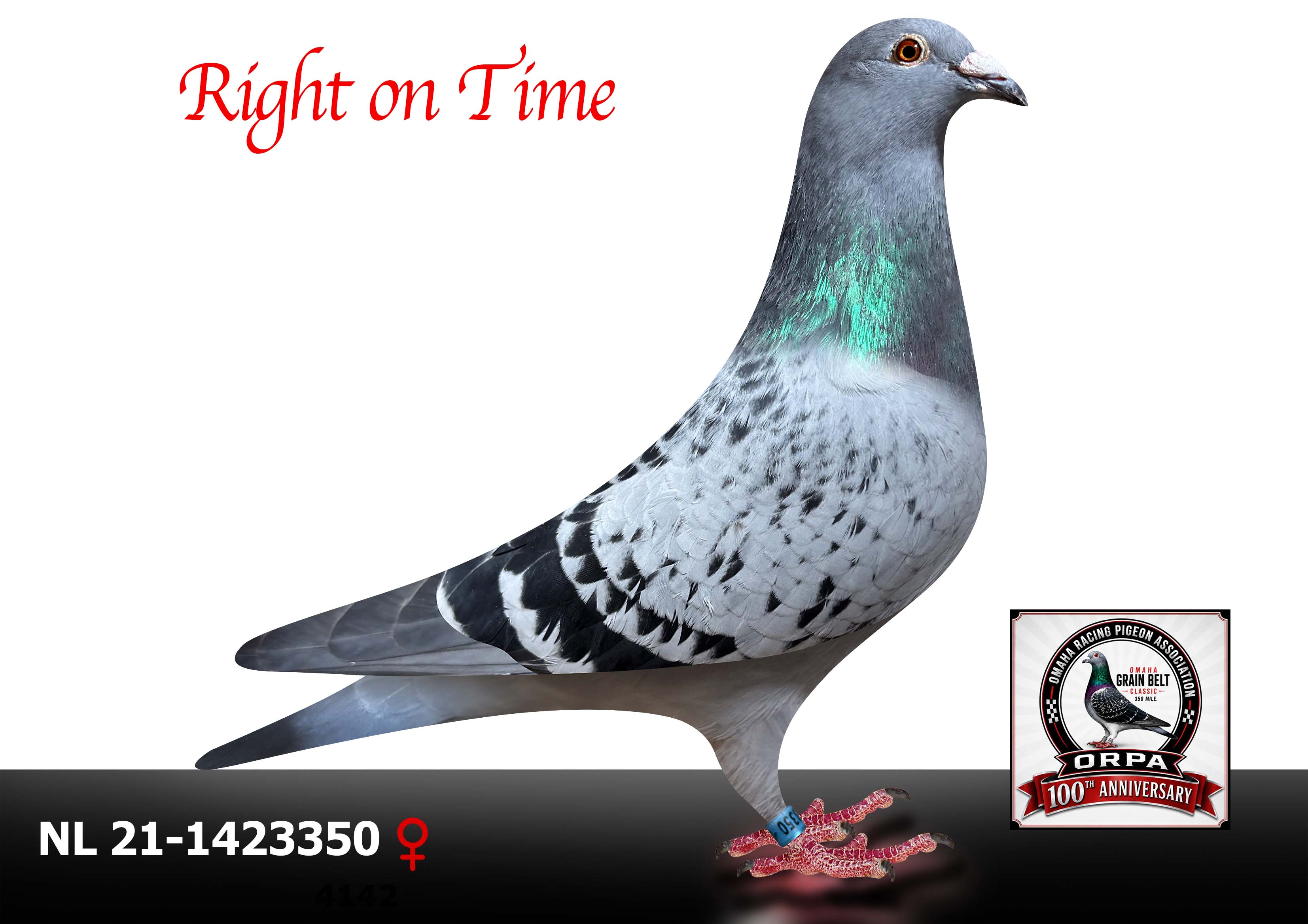 NL 21-1423350 Hen