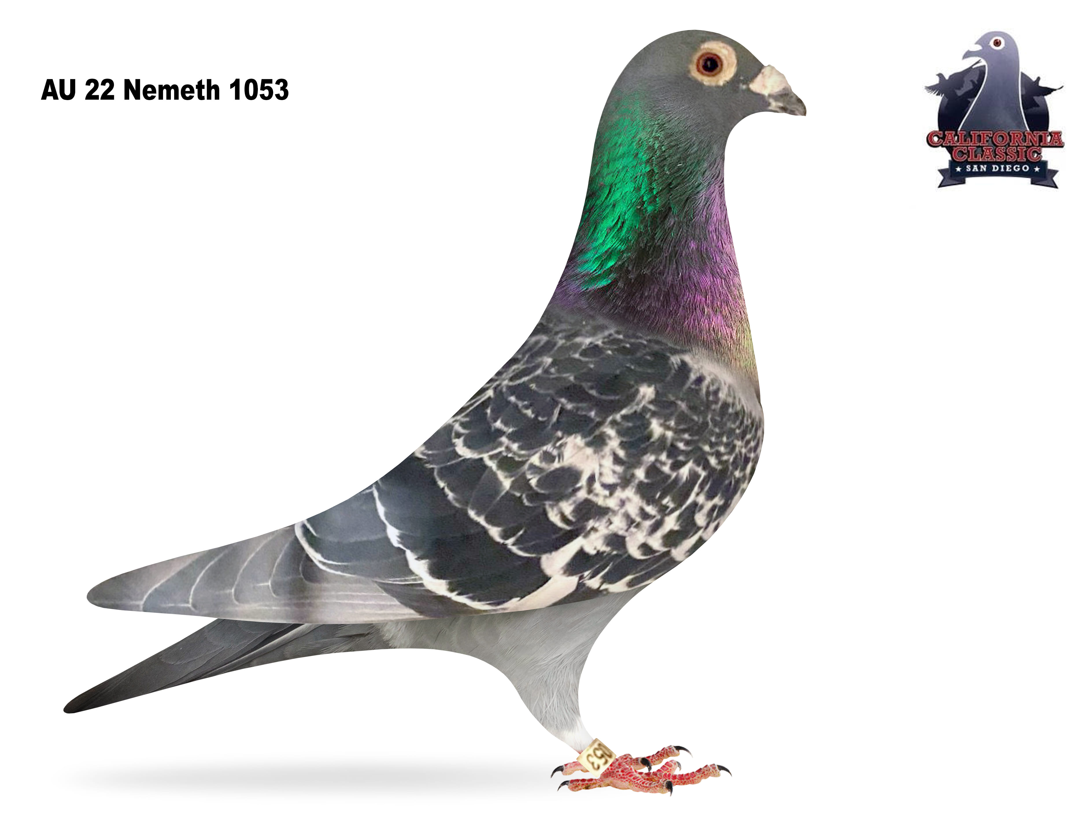 Lot 53. 2022 Nemeth 1053 Cock