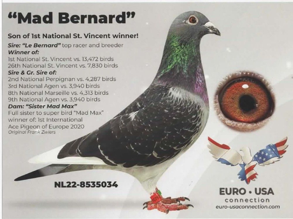 NL-22-8535034 DCWF Cock