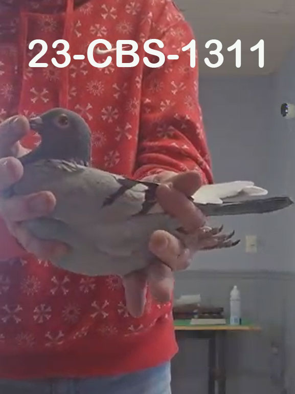 23-CBS-1311 Blue white flight hen.