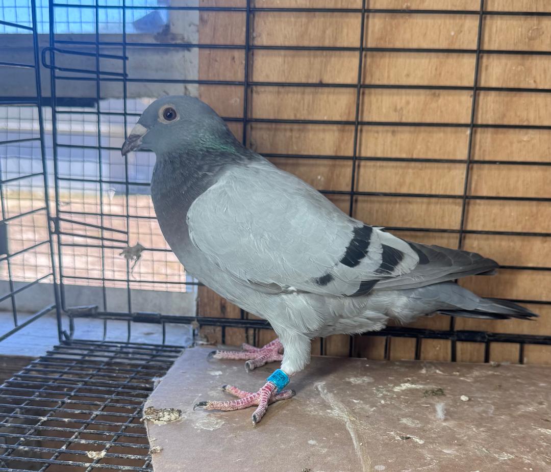 429 BB KITTEL COCK BOTH PARENTS IMPORTS