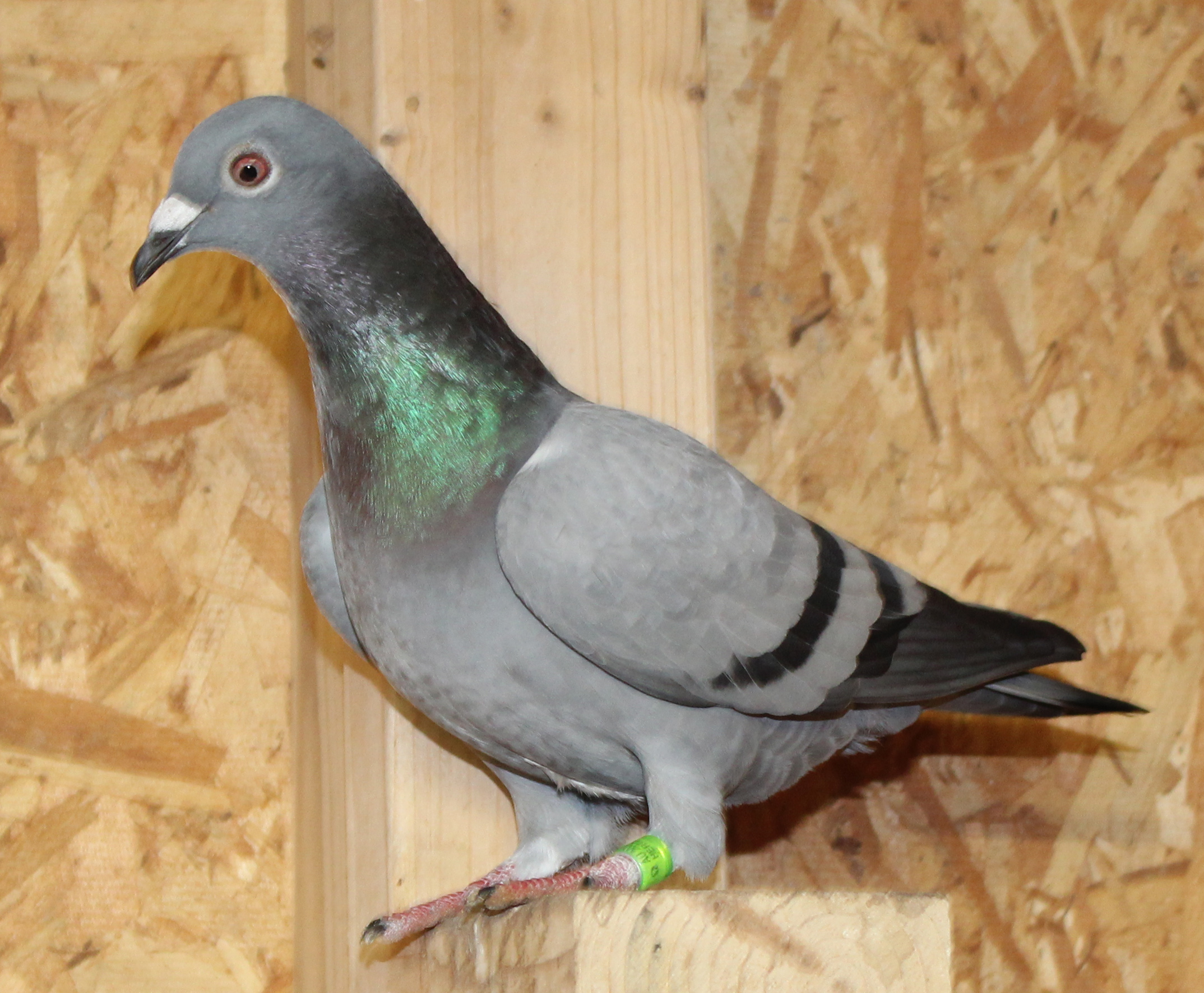 Magic Maker x Hooymans Birdy Ganus