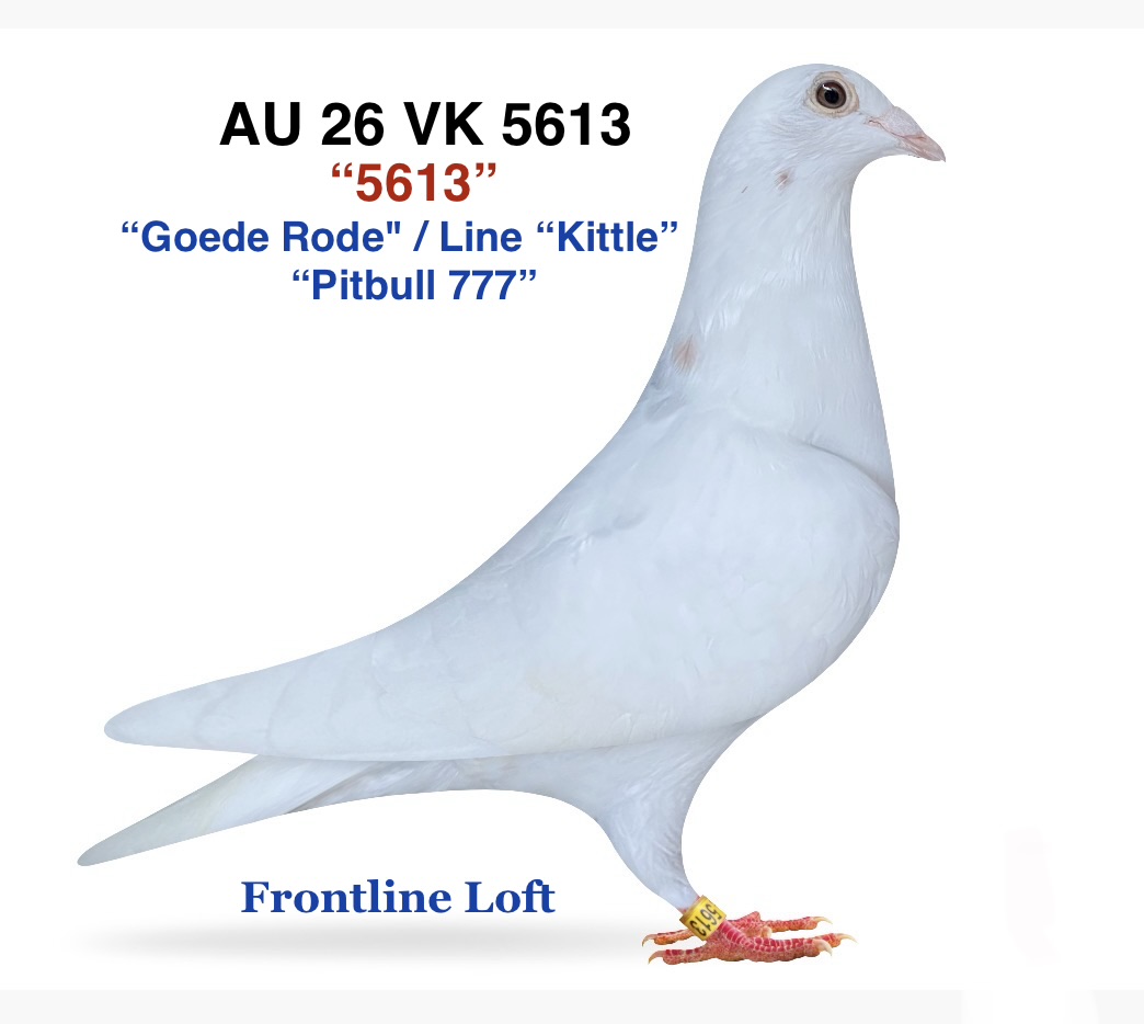 "Goede Rode" / Line "Kittle"/ "Pitbull 777"
