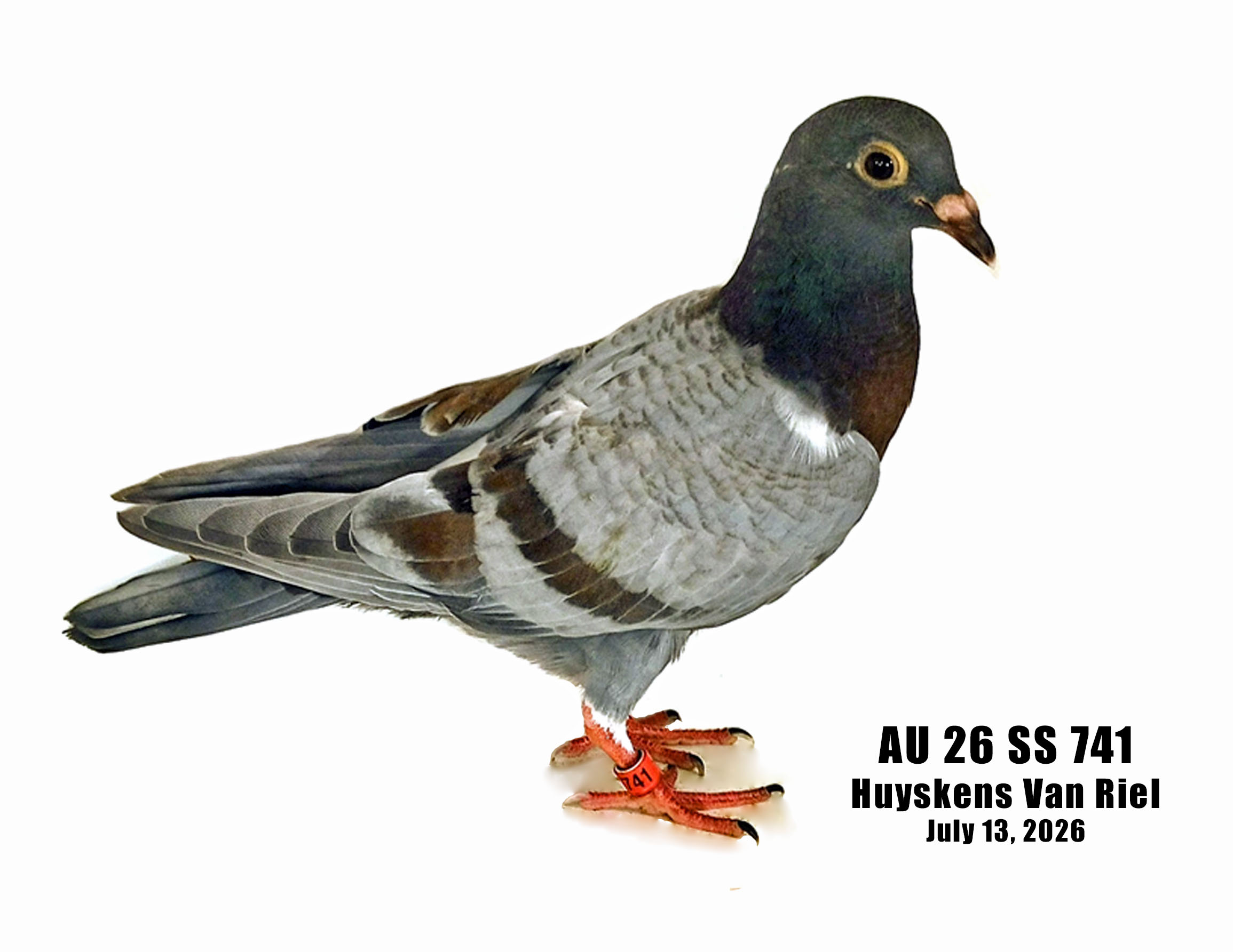 AU 26 SS 741 100% HVR YOUNG BIRD