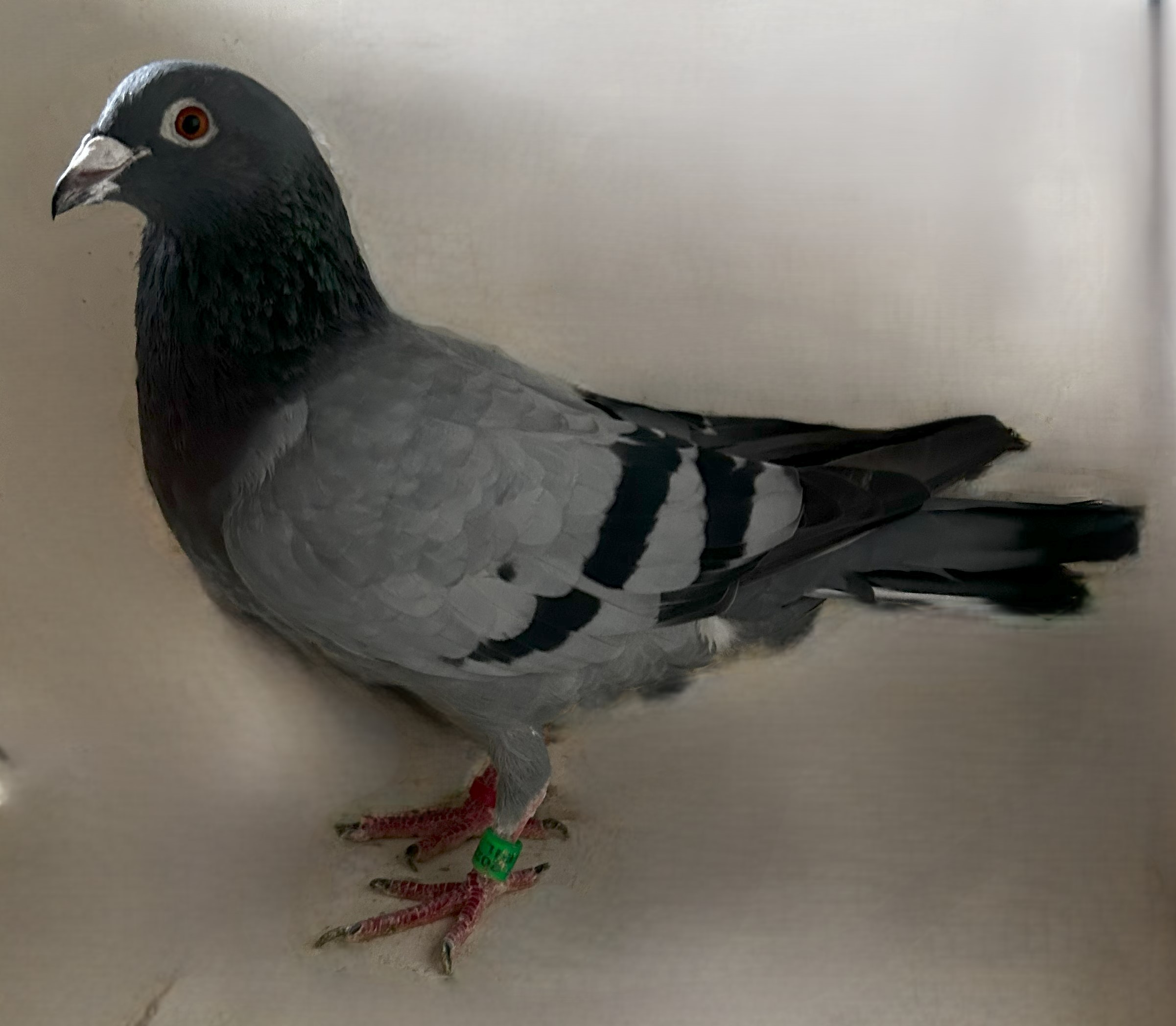  2022 NEIL 56847
 Inbreed 