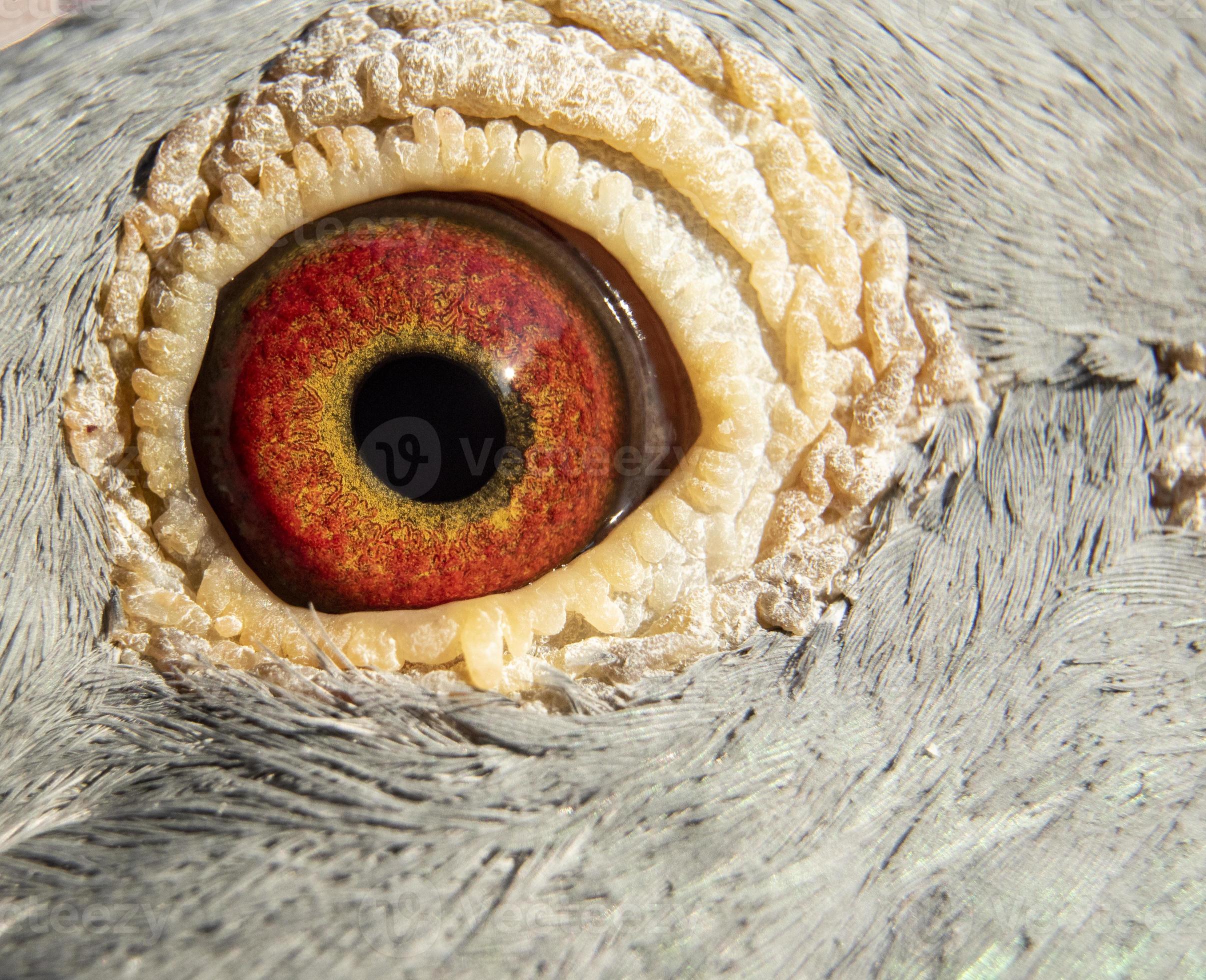 Preview Image 4