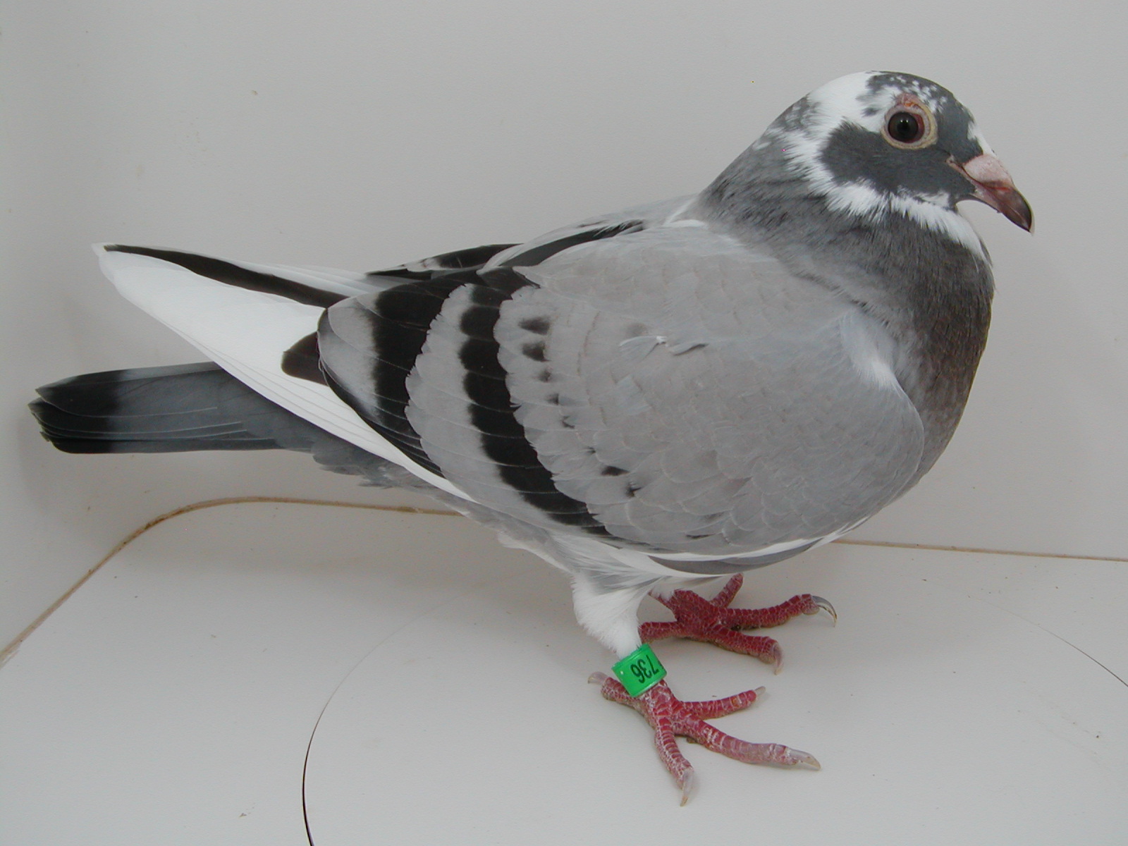Preview Image 2