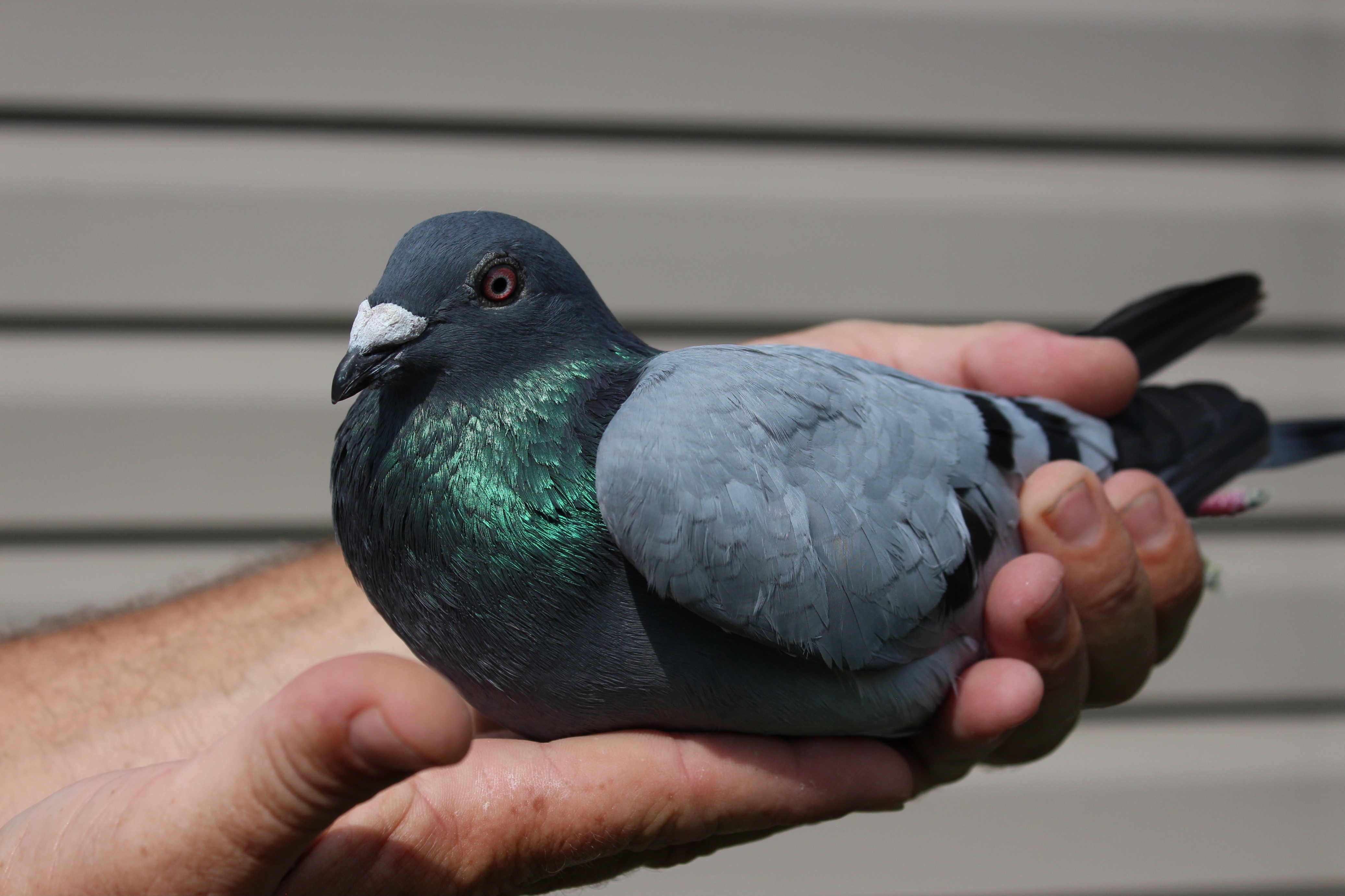 iPigeon.com - Racing Pigeon Auction