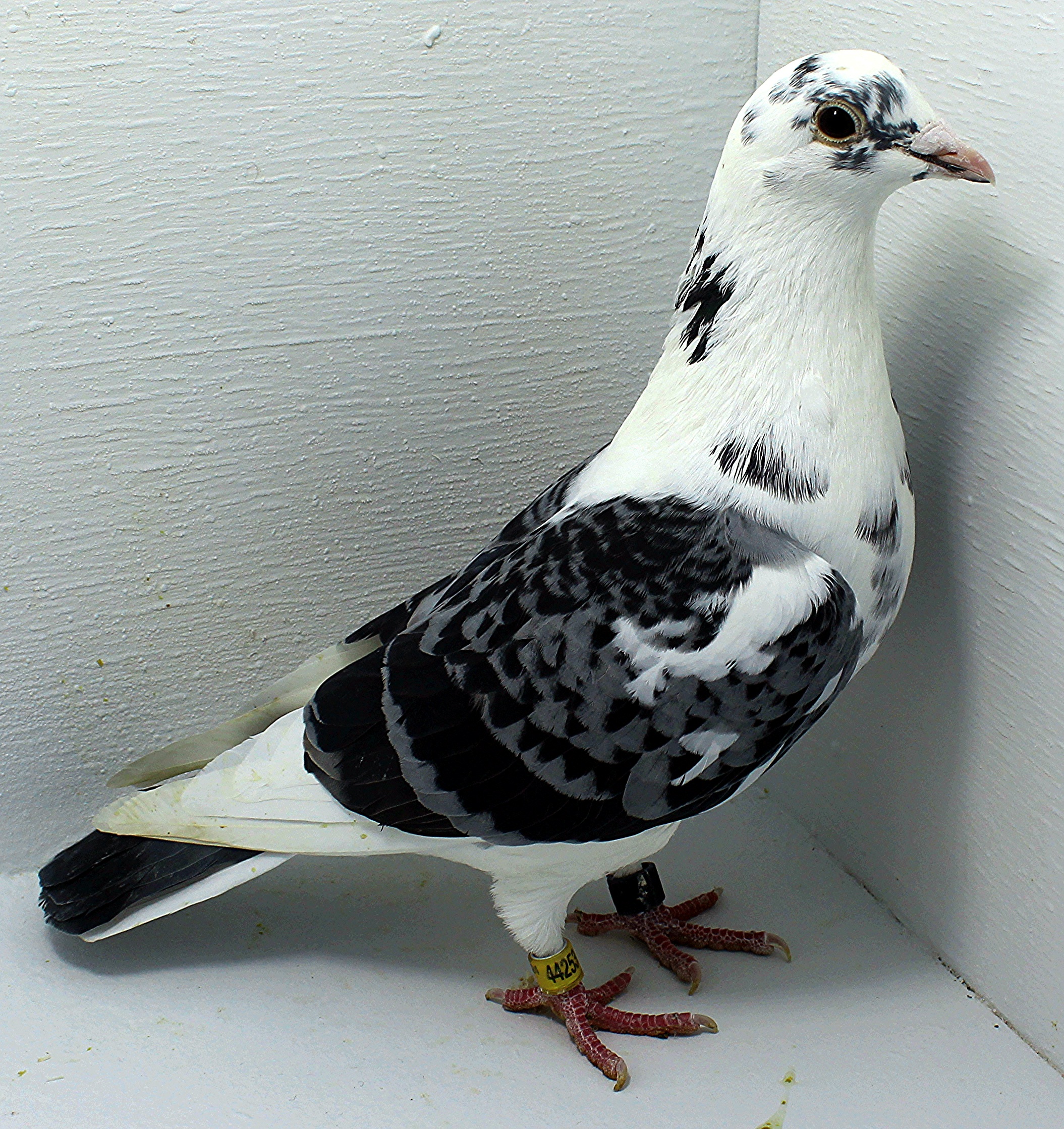 AU 44256 AA 2025 Pure Hansenne