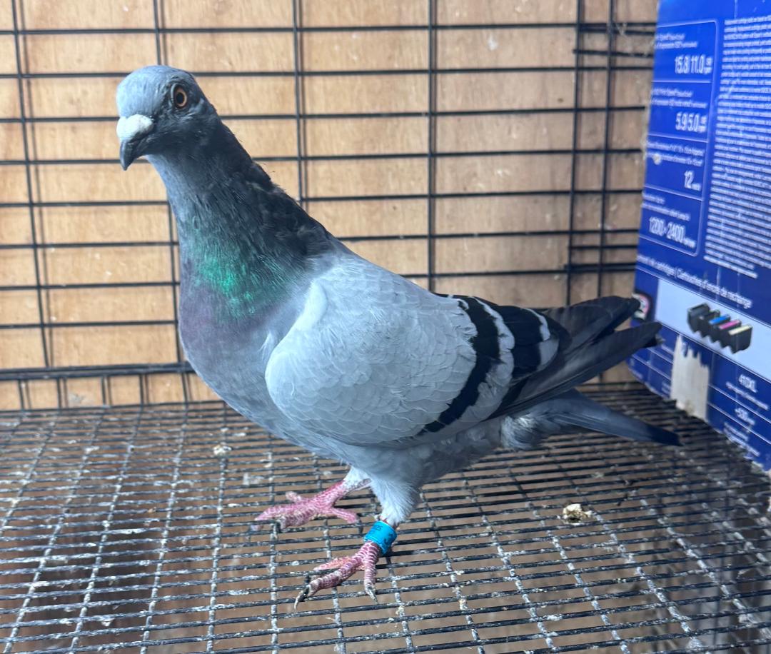 395 BB WOLVERINE COCK