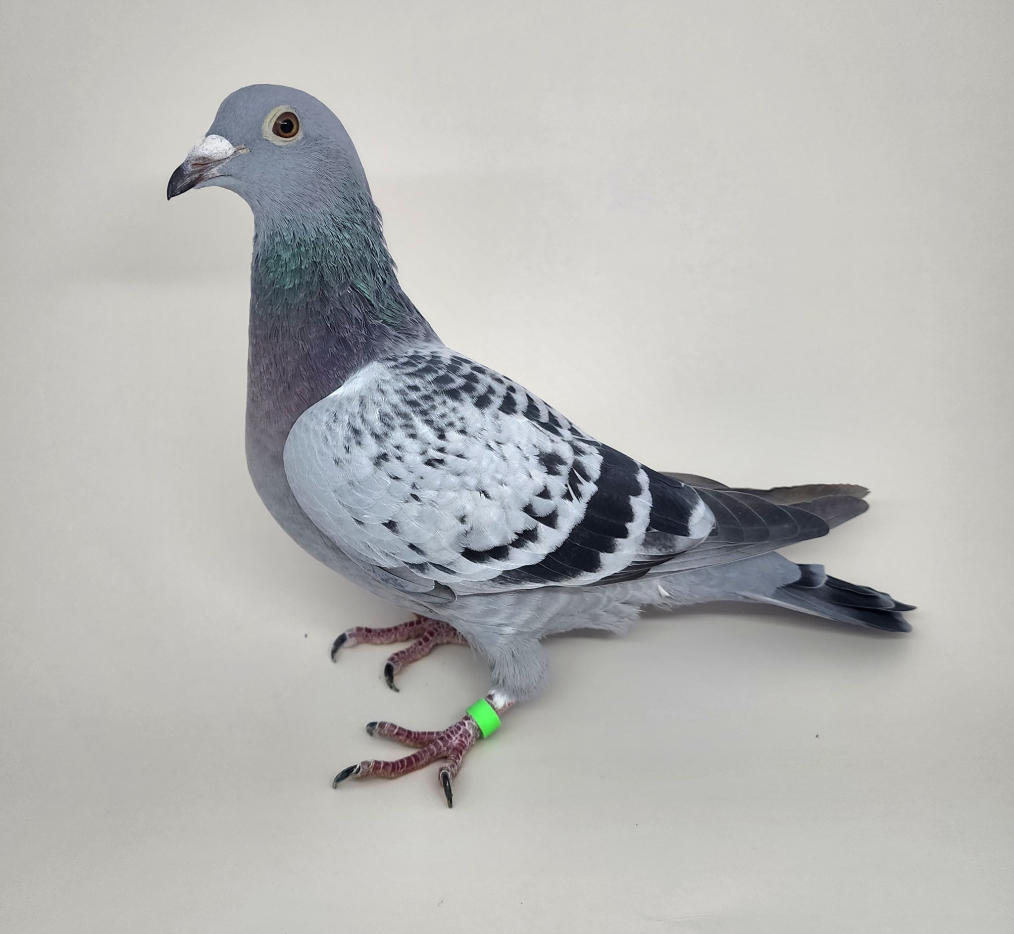 AU CHICAGO 2025 2278 HEN