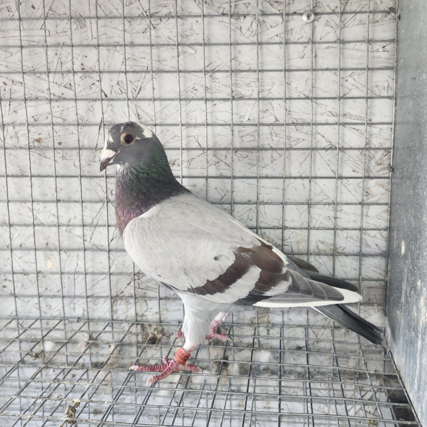 Nañez Foundation Weggie Line