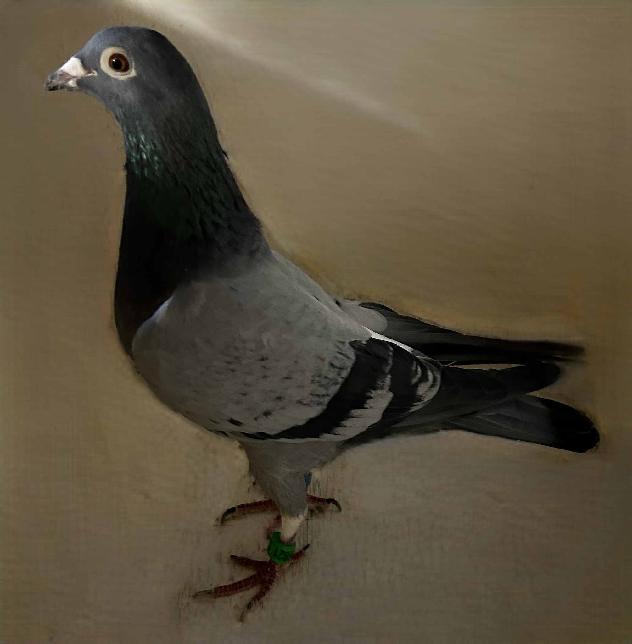 2022 Neil 56821 Inbreed "Sun City" BB , Hen