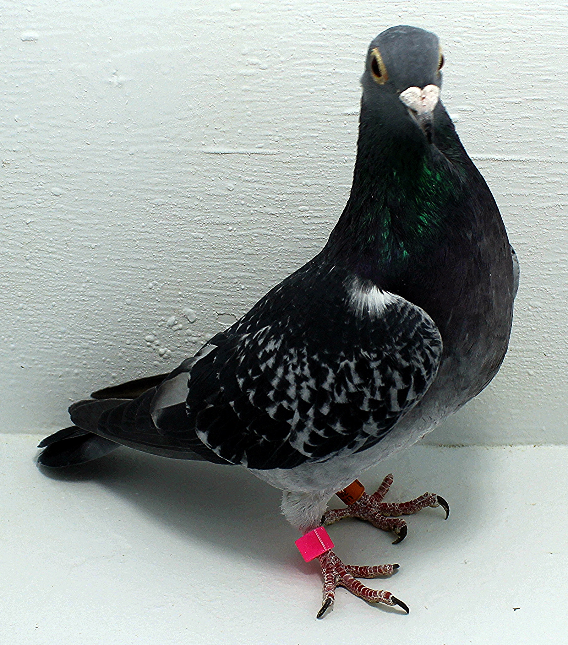 43 USA 2025 Pure Paul Sion