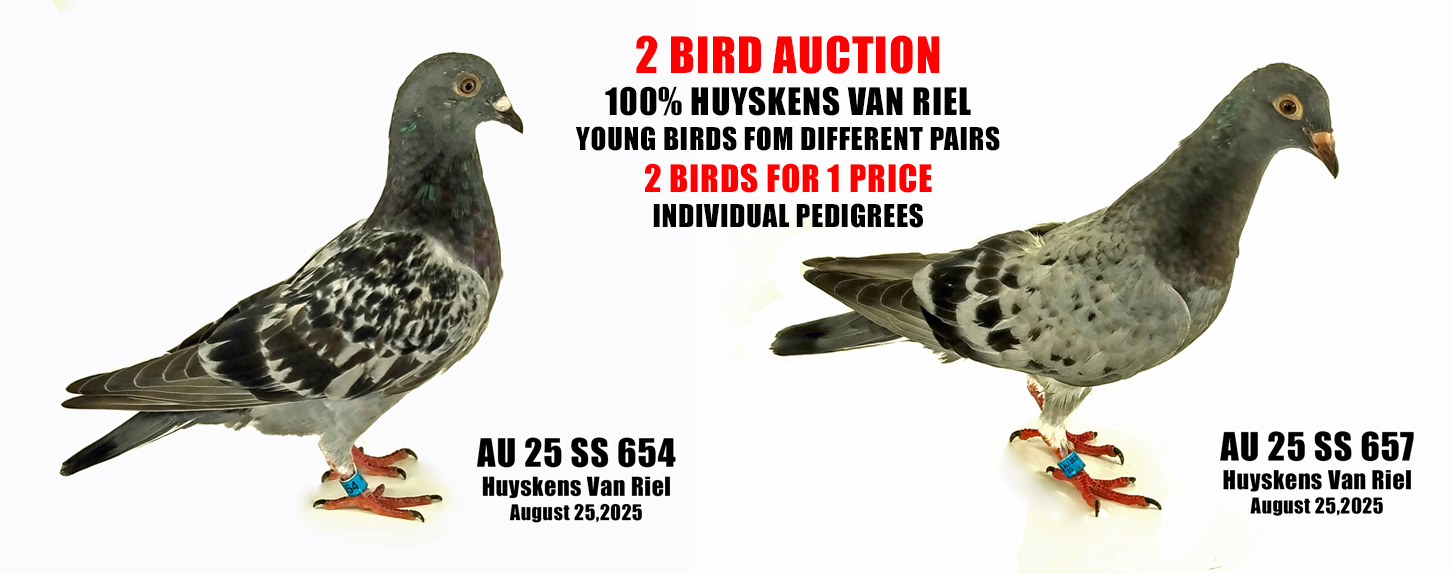 2 Bird HVR Auction - 100% Huyskens Van Riel young birds