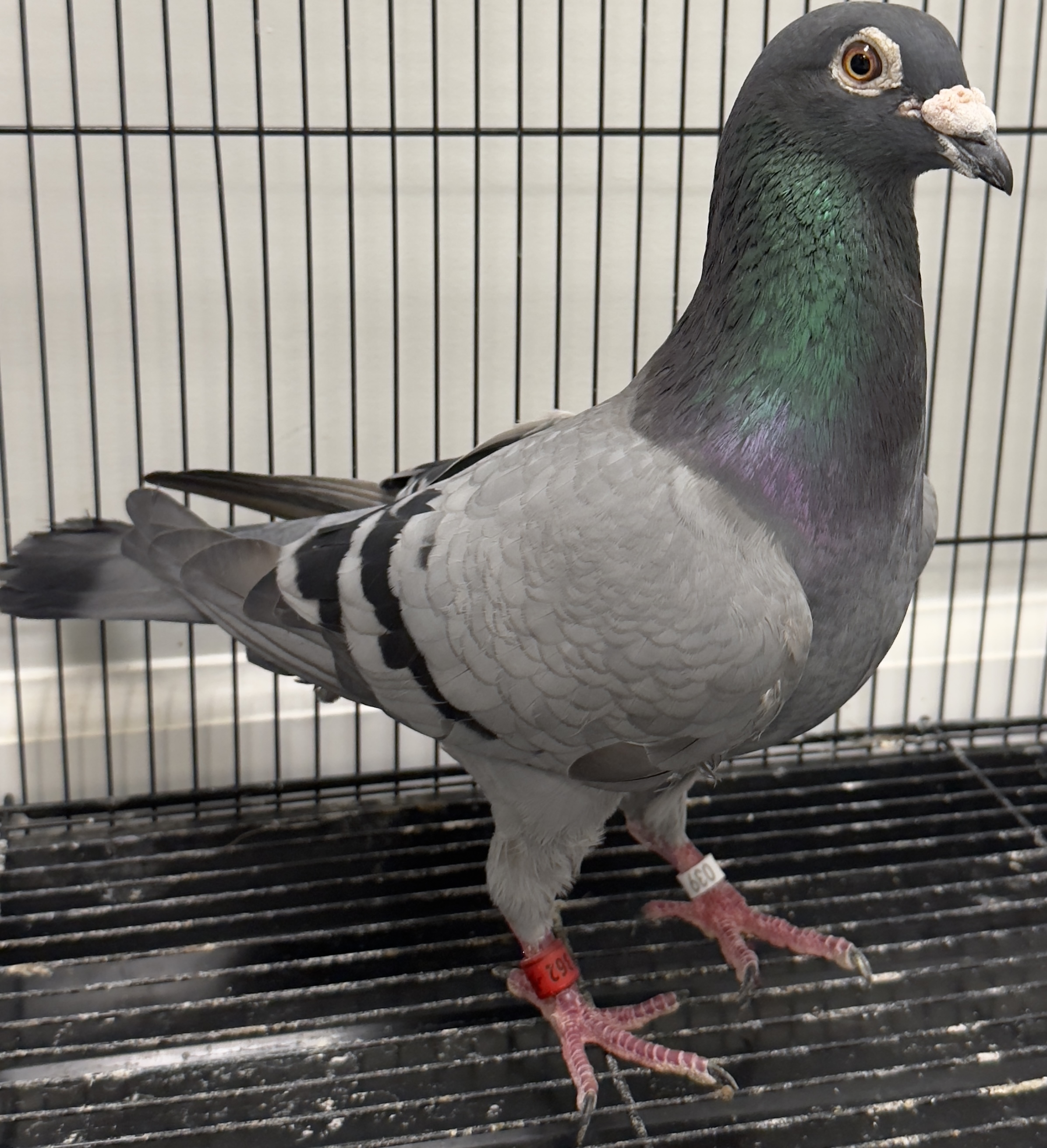 6177362/2017  ( color) blue (sex) cock