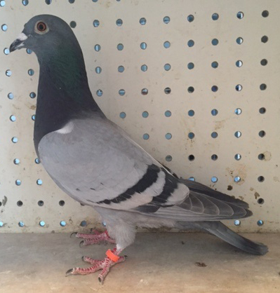 iPigeon.com - Racing Pigeon Auction