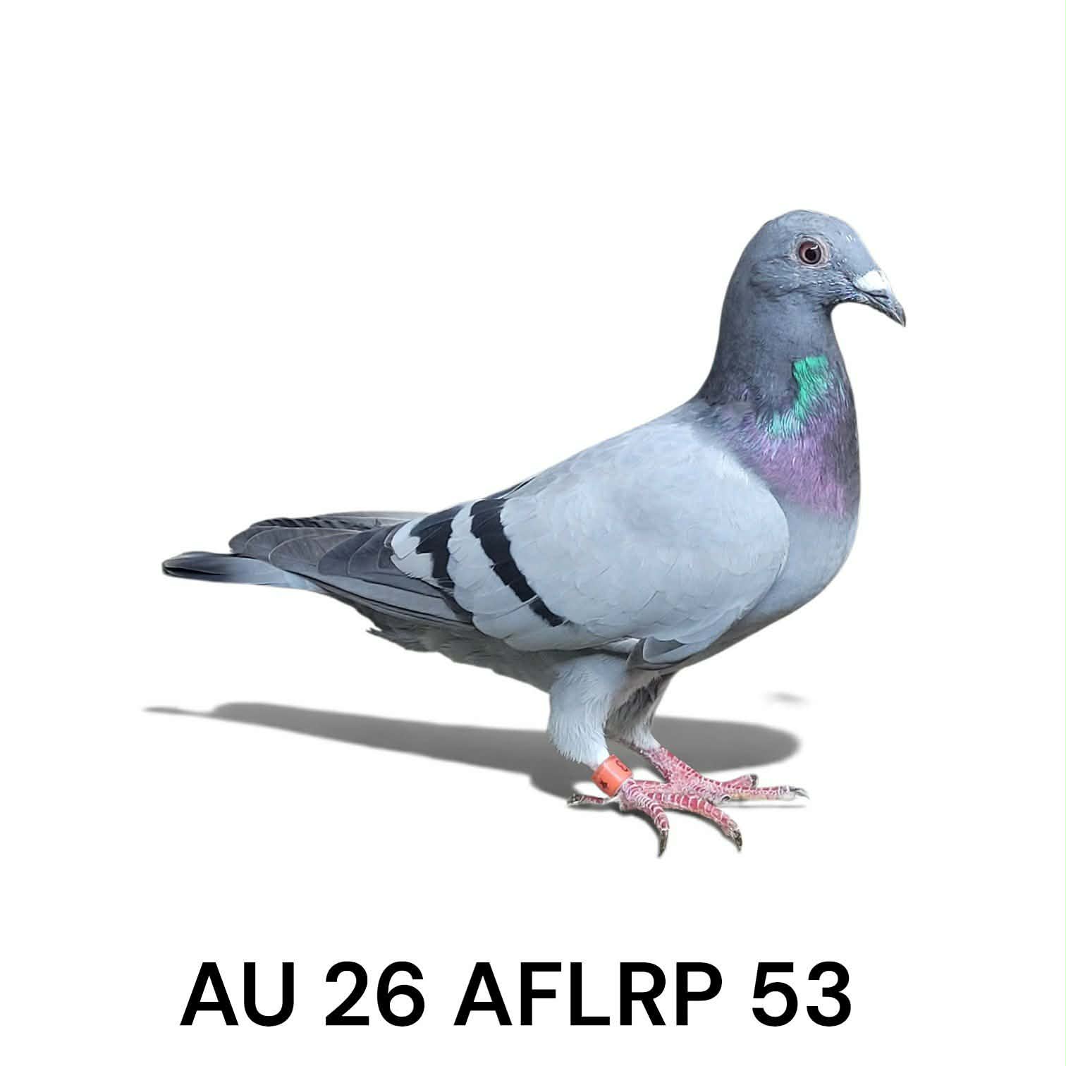 AU 26 AFLRP 53 Cock