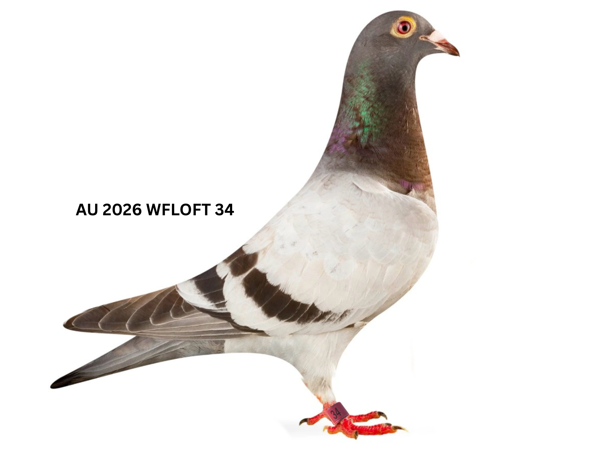 AU 2026 WFLOFT 34