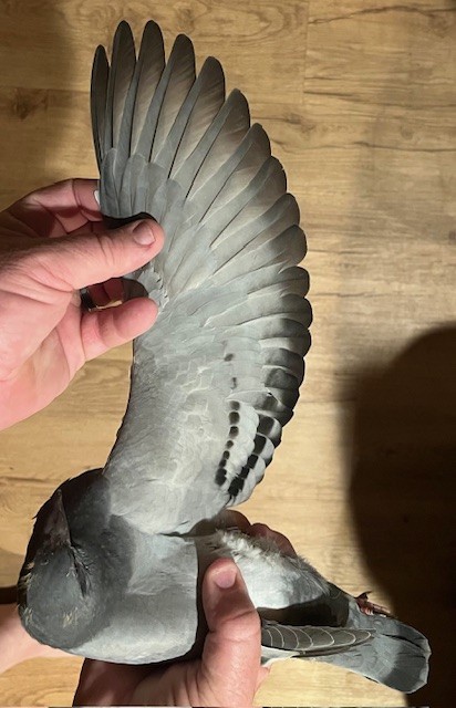 LATE HATCH OFF IMPORTS