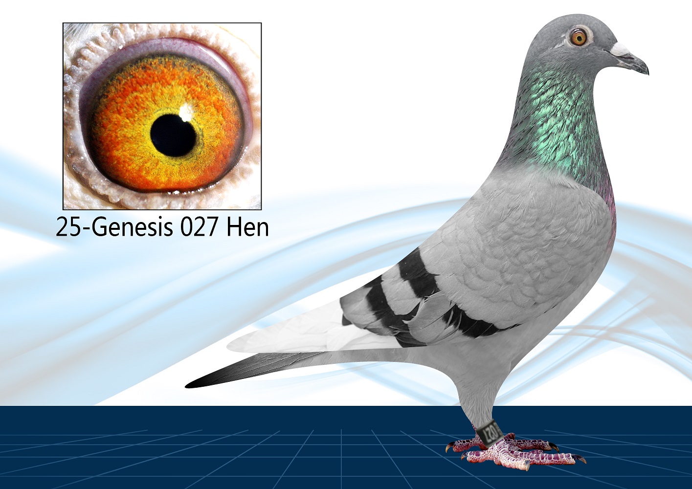 25-027(Hen) Inbred Surebet