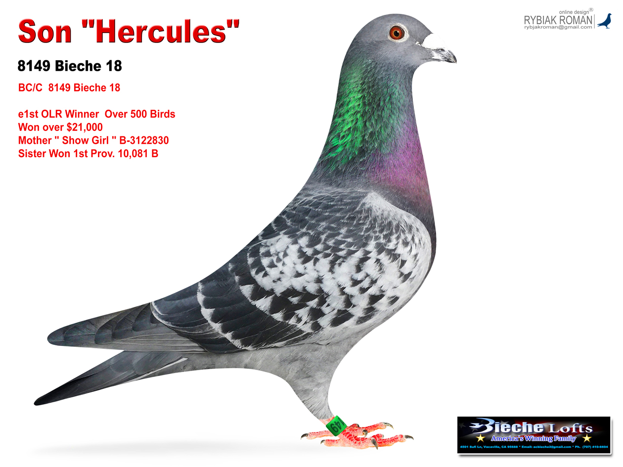 iPigeon.com - Racing Pigeon Auction
