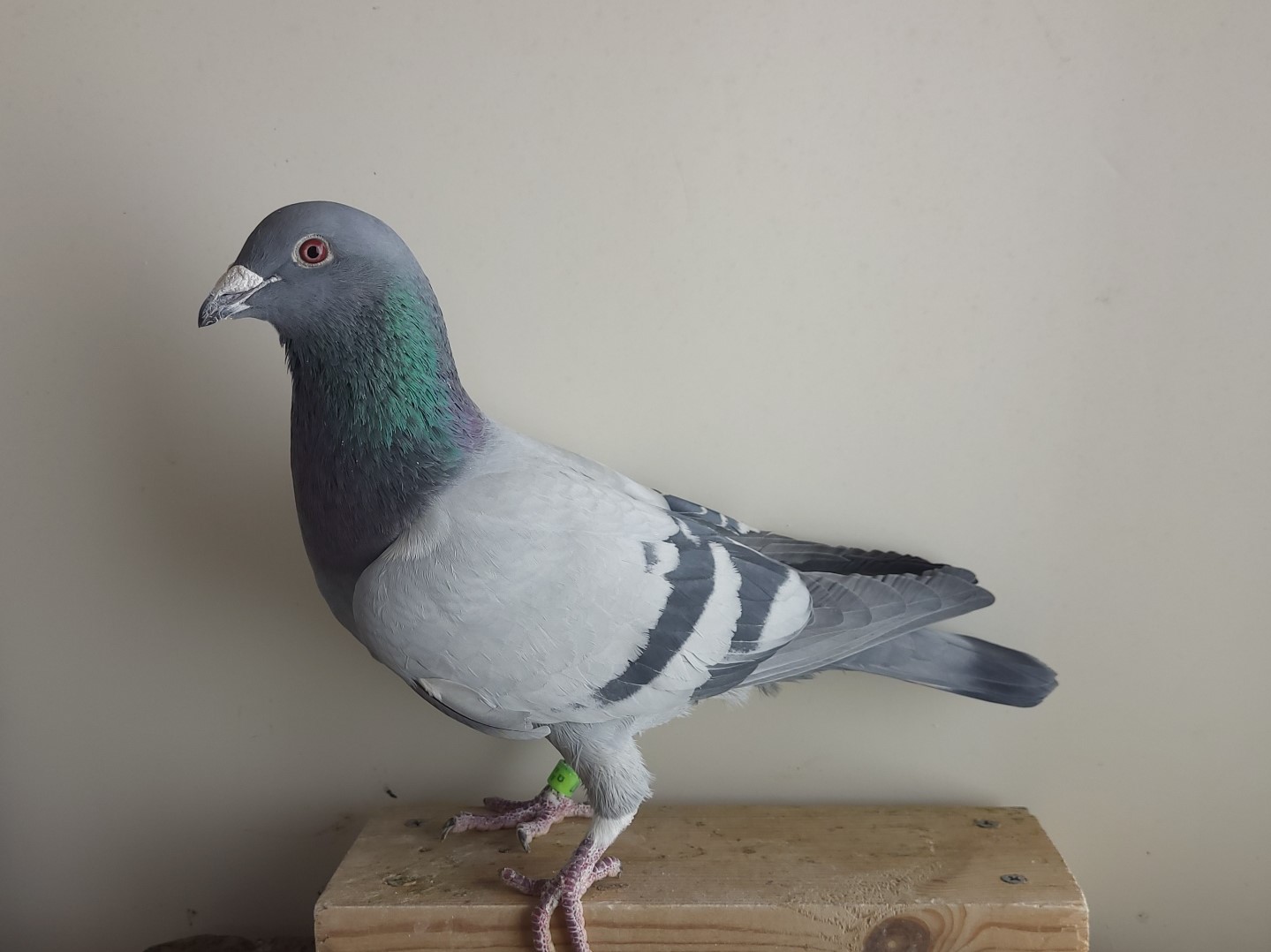 Fantastic DeRauw-Sablon x Kannibal cross